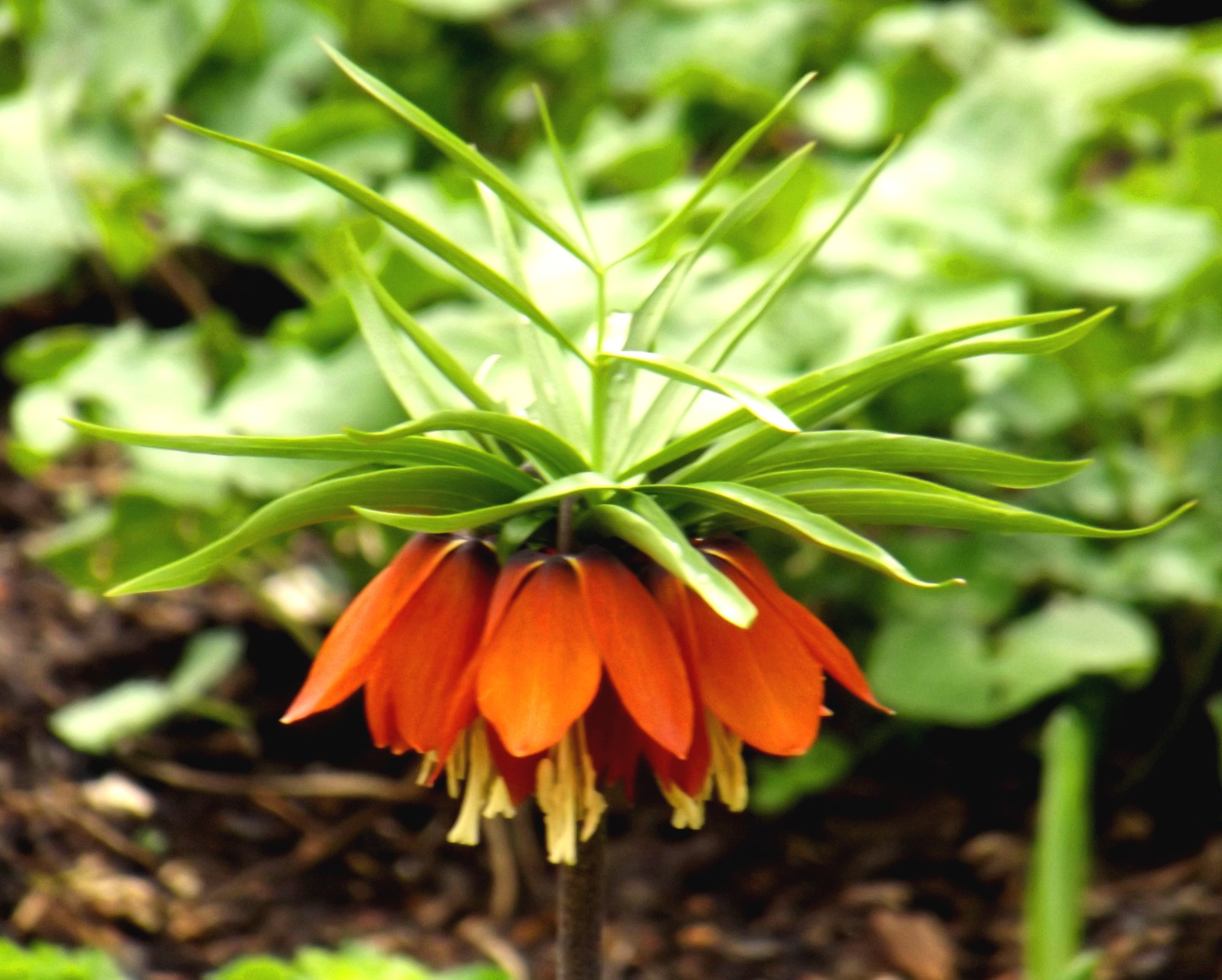 SPARANGEBOT Fritillariazwiebel : Kaiserkrone Fritillaria imperialis " Orange Beauty " 10 Blumenzwiebeln 18/20