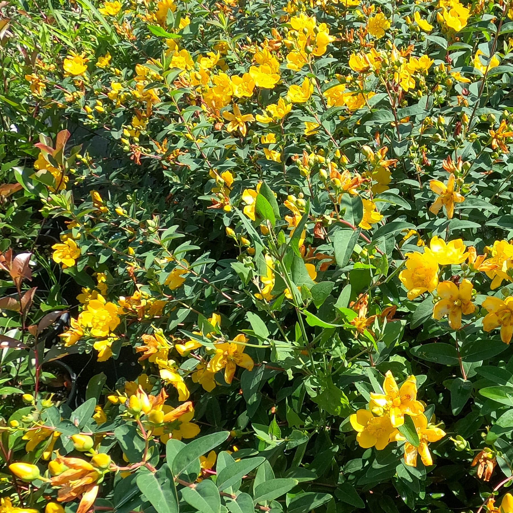 Hypericum Hidcote, 2 piante alte 40/60 cm, vaso 15