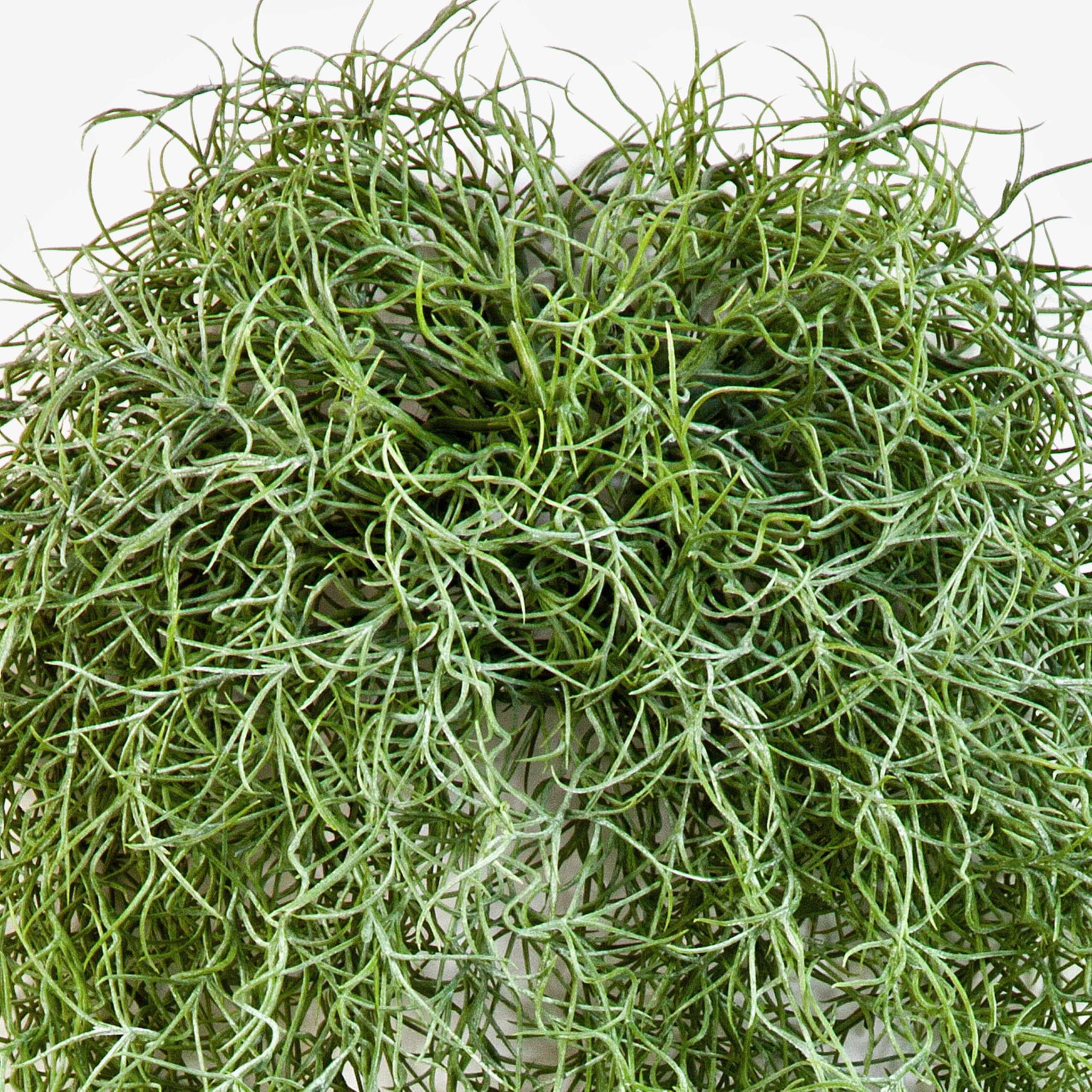 artplants.de Viticcio di Tillandsia Usneoides Artificiale IRMENA, 80cm