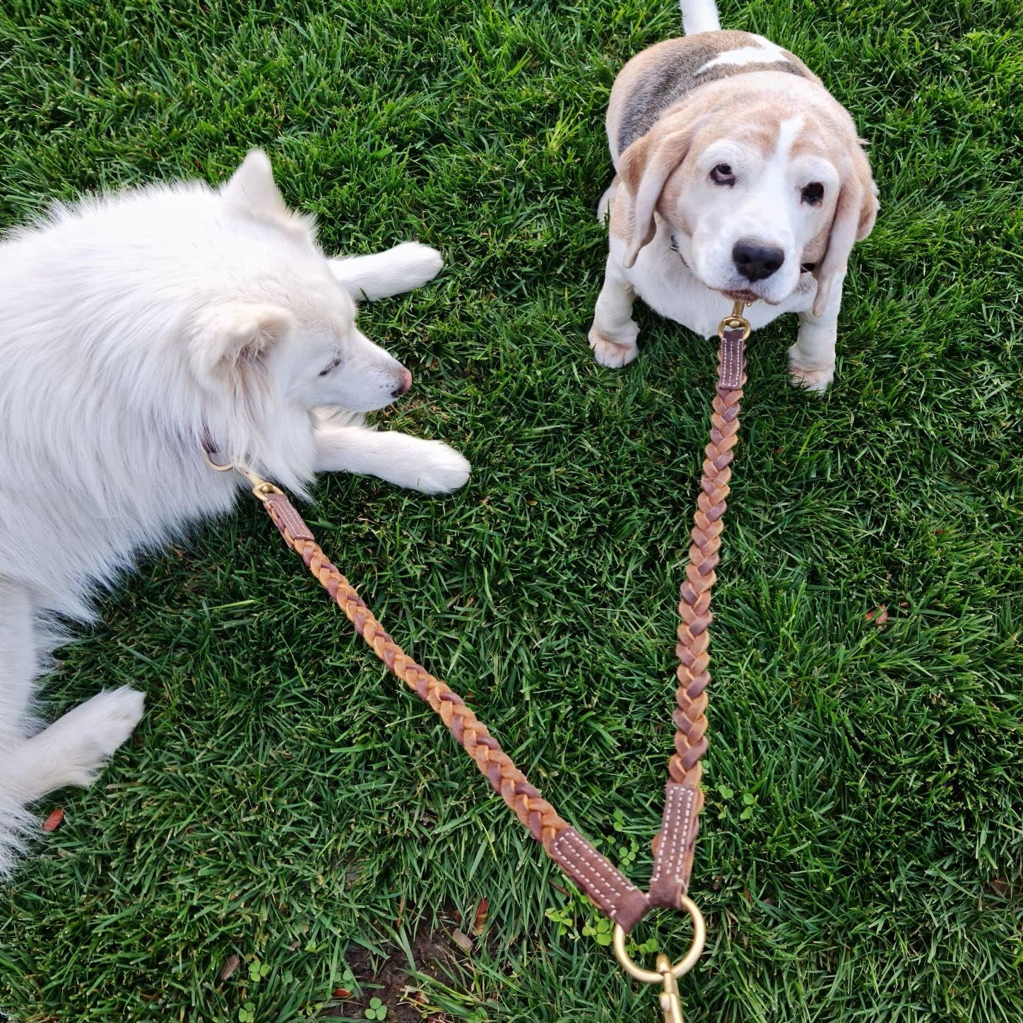 Blazing Paws Vibrania Braided Double Dog Leash Coupler, Walk 2 Dogs on Same Leash, with Solid Brass Ring and Hooks (Coupler: 1.5 Ft L x 3/4", Brown Mix)