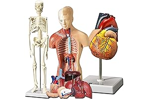 Evviva Sciences Anatomical Body Model, Torso, and Skeleton Models Kit