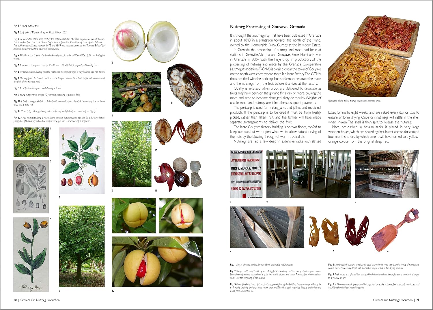 Nutmeg: Graters, Pomanders and Spice Boxes: Luxury and utility from the 16th century to the present day