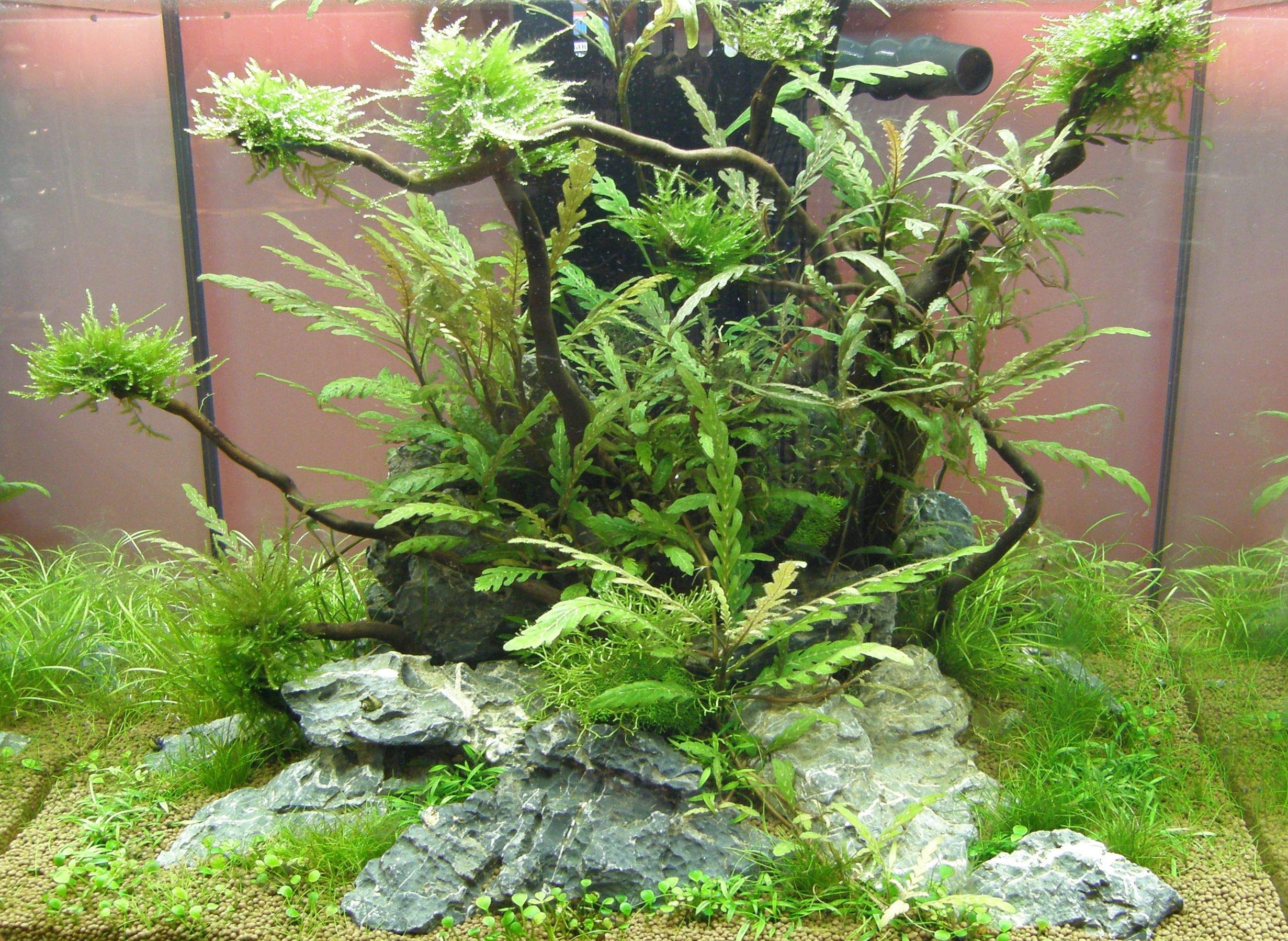 Mühlan - 4 getopfte Wasserpflanzen, 6 Bund Aquarienpflanzen + 2 Mooskugeln + Dünger - Südamerika Aquariumpflanzensortiment