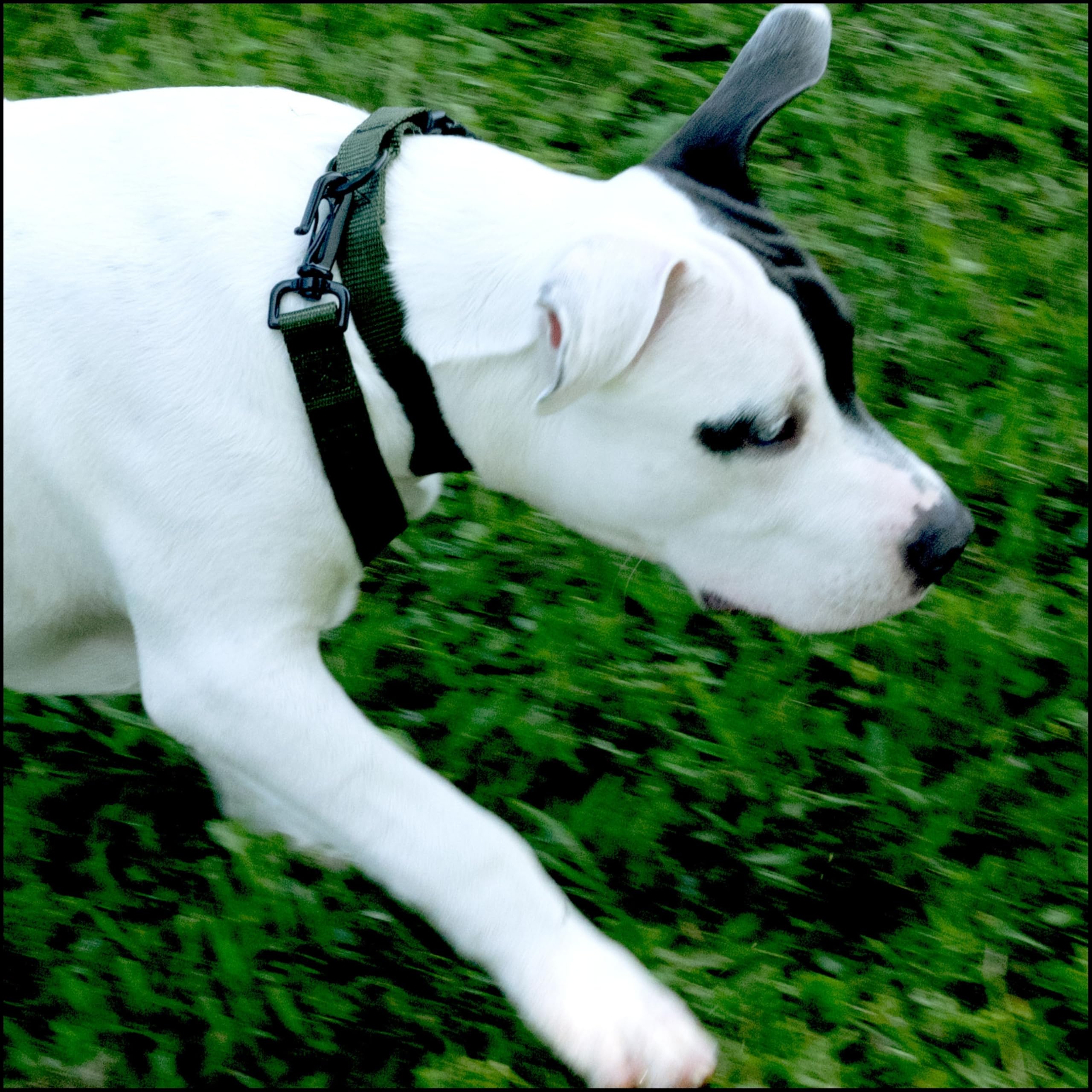 Country Brook Petz Hundehalsband, Nylon, für große, mittelgroße und kleine Hunde und Welpen, für den täglichen Gebrauch, in über 30 Farben (groß, 2,5 cm breit, grün)