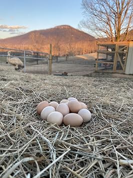 12+ Fertile Serama Micro Chicken Hatching Eggs, Malaysian and Traditional A/B Class-Friendly Miniature Breed Backyard and Family-Friendly Micro Poultry (12 Count)