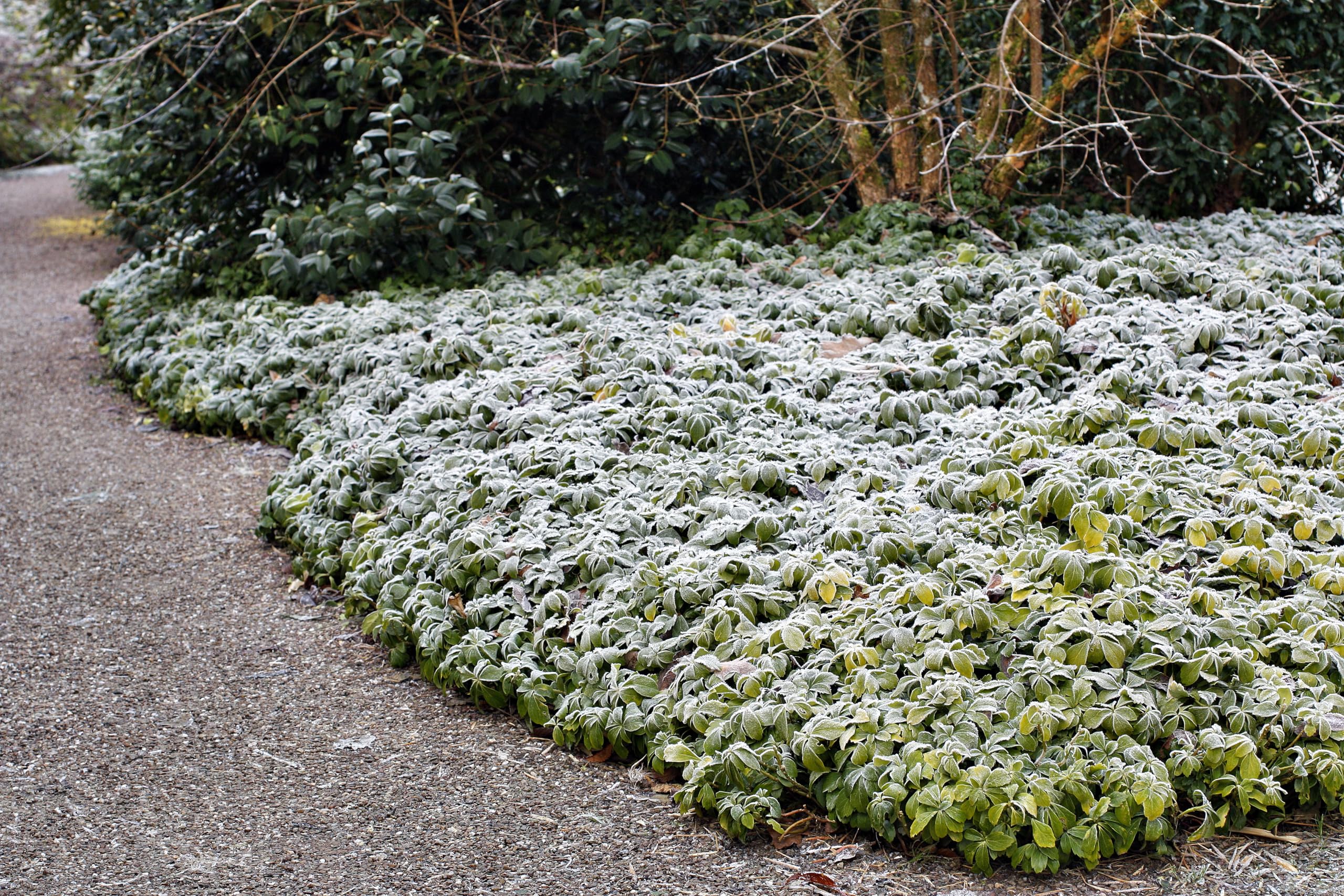 Stauden Gnge 100 x Pachysandra terminalis  (Winterhart/Staude/Bodendecker/Mehrjhrig/Stauden/Immergrn) Dickmnnchen -  Immergrne Bodendecker fr schattige Ecken - Laubschlucker : Amazon.de:  Garten