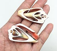 Vista 13 de PEPPERLONELY 20 piezas de conchas marinas mixtas de corte central, 2 pulgadas ~ 3 pulgadas