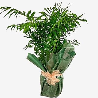 Soft Palm Plant 80cm Tall Houseplant Real Ind...,
