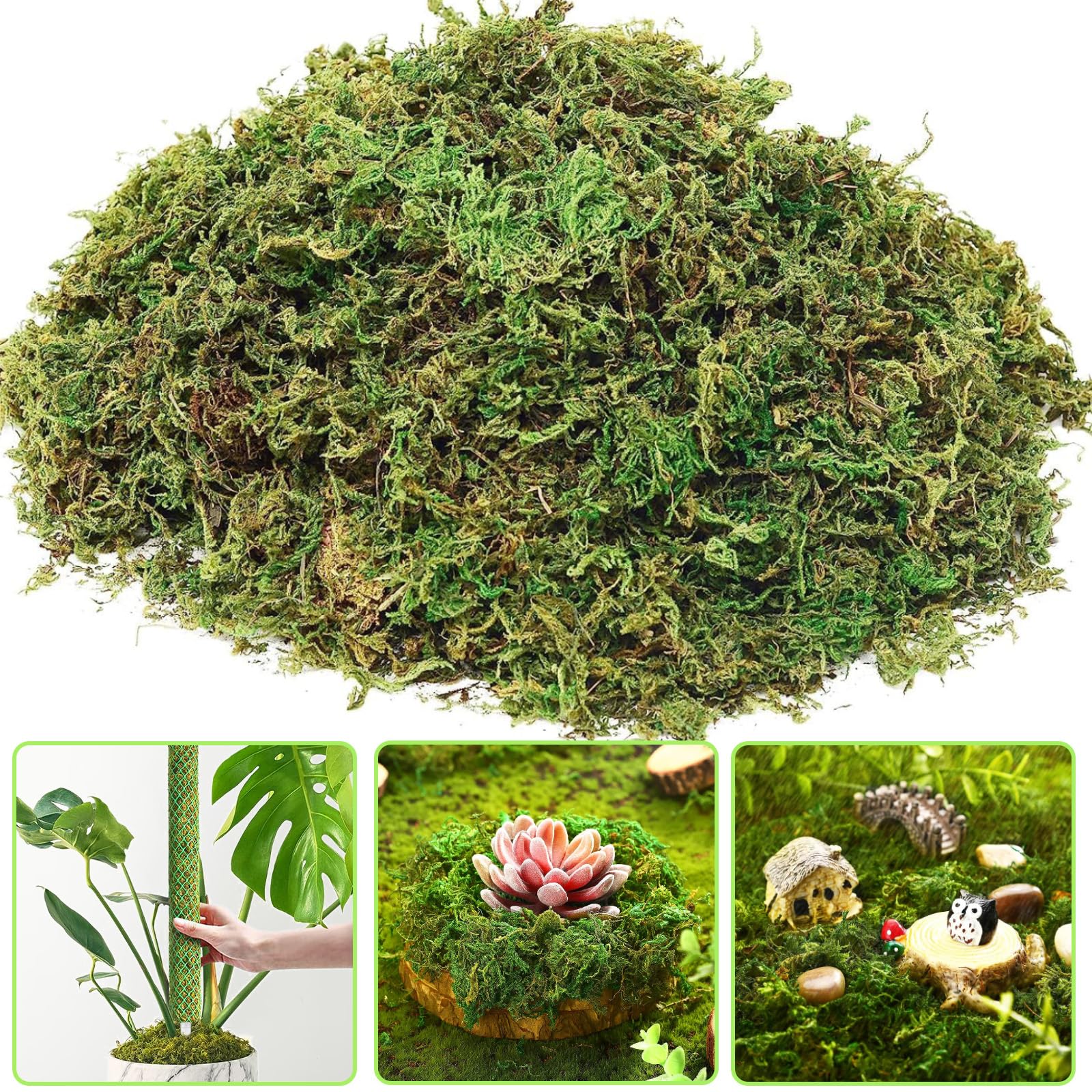 Muschio di Sfagno per Orchidea Phalaenopsis Decorazioni Terrario per Rettili, 150g Naturale Verde Sfagno Secco Giardino Idratante Nutrizione Fertilizzante Organico Dried Forest Moss Sphagnum Moss (1)