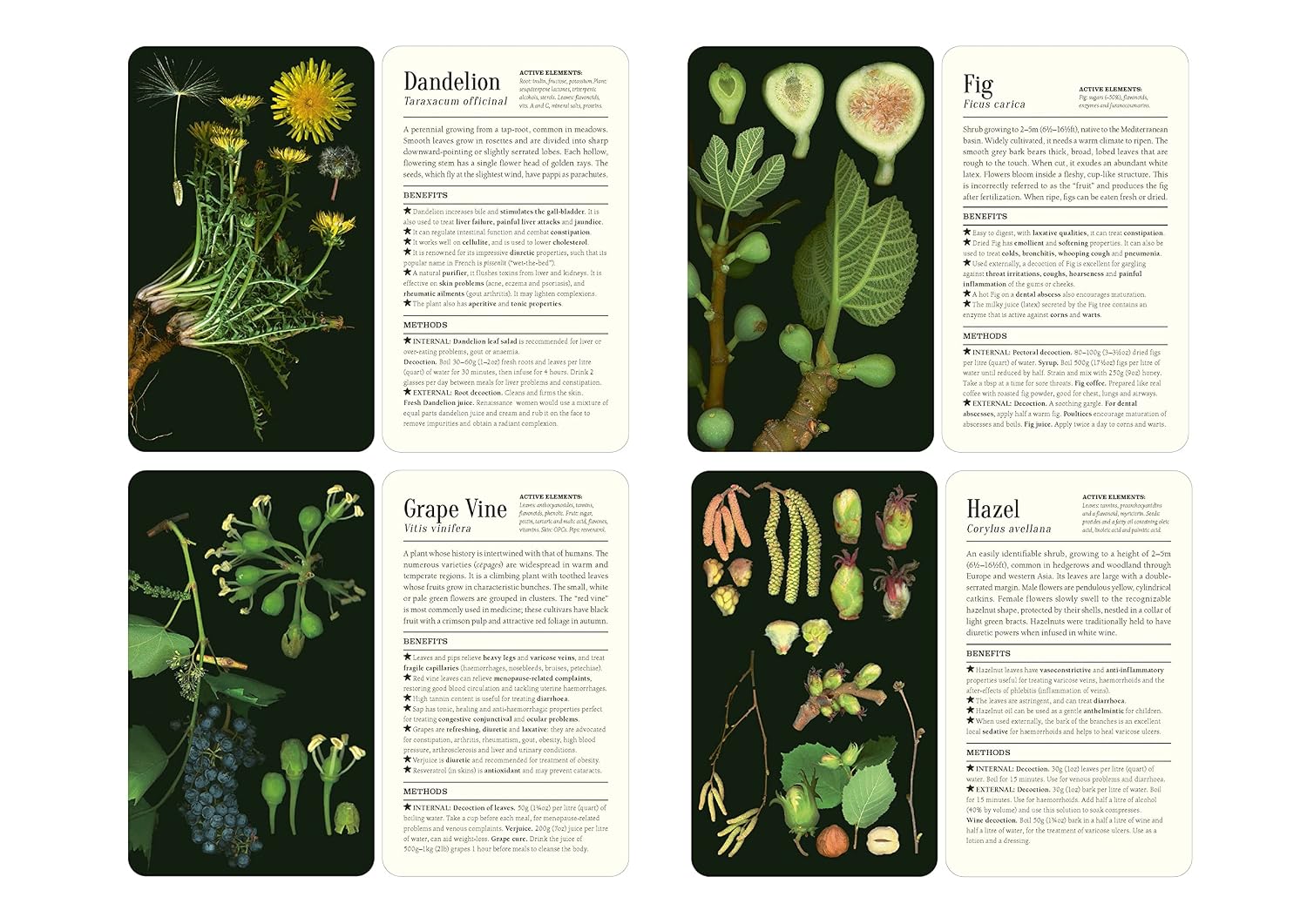 50 Plants that Heal: Discover Medicinal Plants - A Card Deck