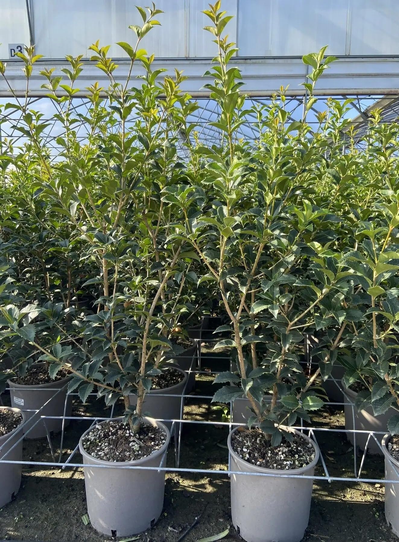Osmanthus aquifolium Arbusto Ornamentale da Giardino Sempreverde con Fiori Bianchi Profumati, 150-160 cm, Vaso 24