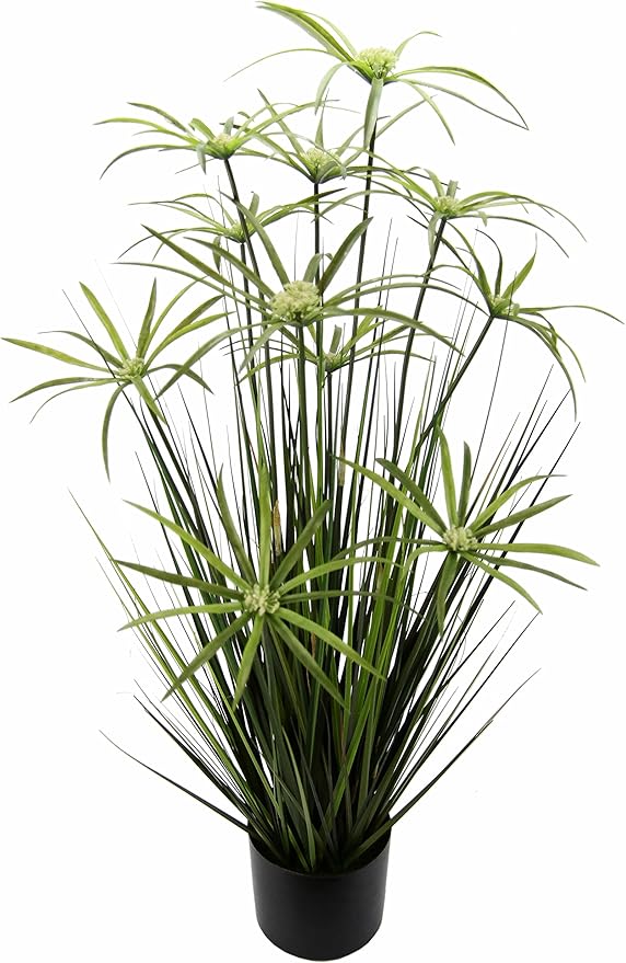 Zyperngras im Topf Katzengras Grasbusch Ziergras Dekopflanze