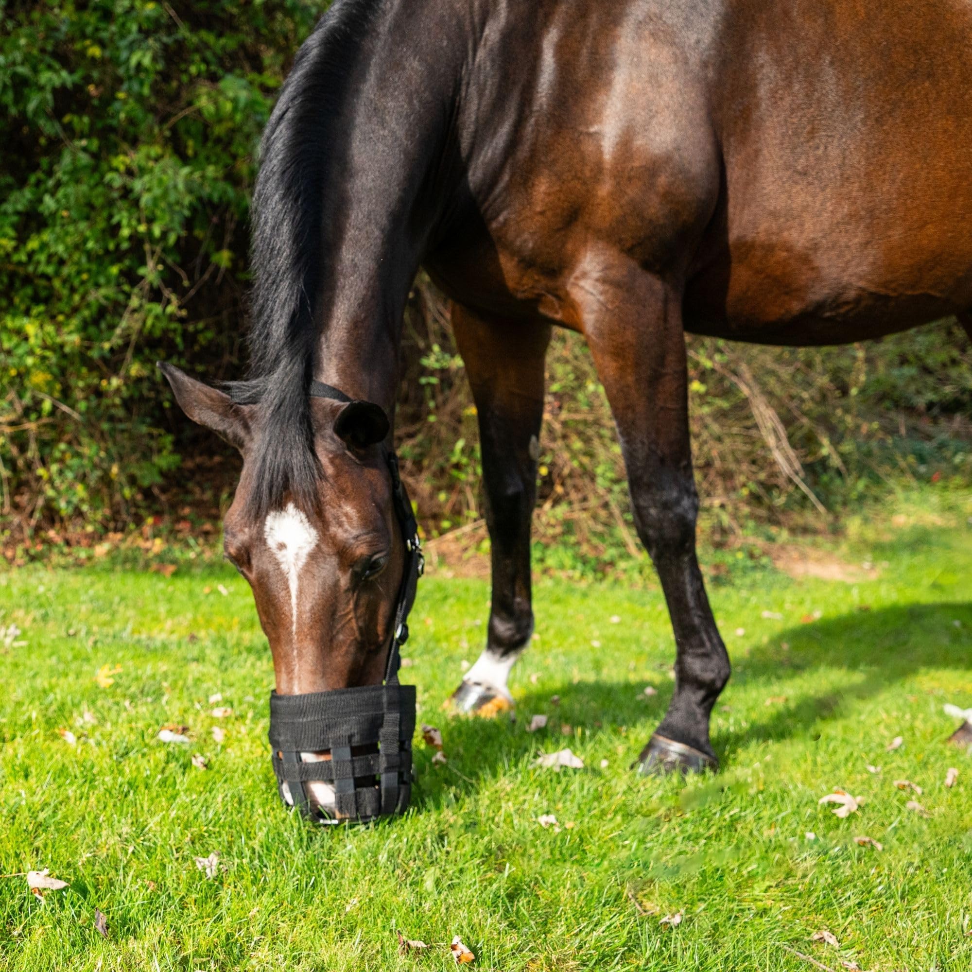 Best Friend Bozal de pastoreo de lujo con cabestro adjunto, bozal y cabestro separable para caballos, bozal de pastoreo de caballos, ventilado, control de ingesta de alimentos, ligero con banda nasal