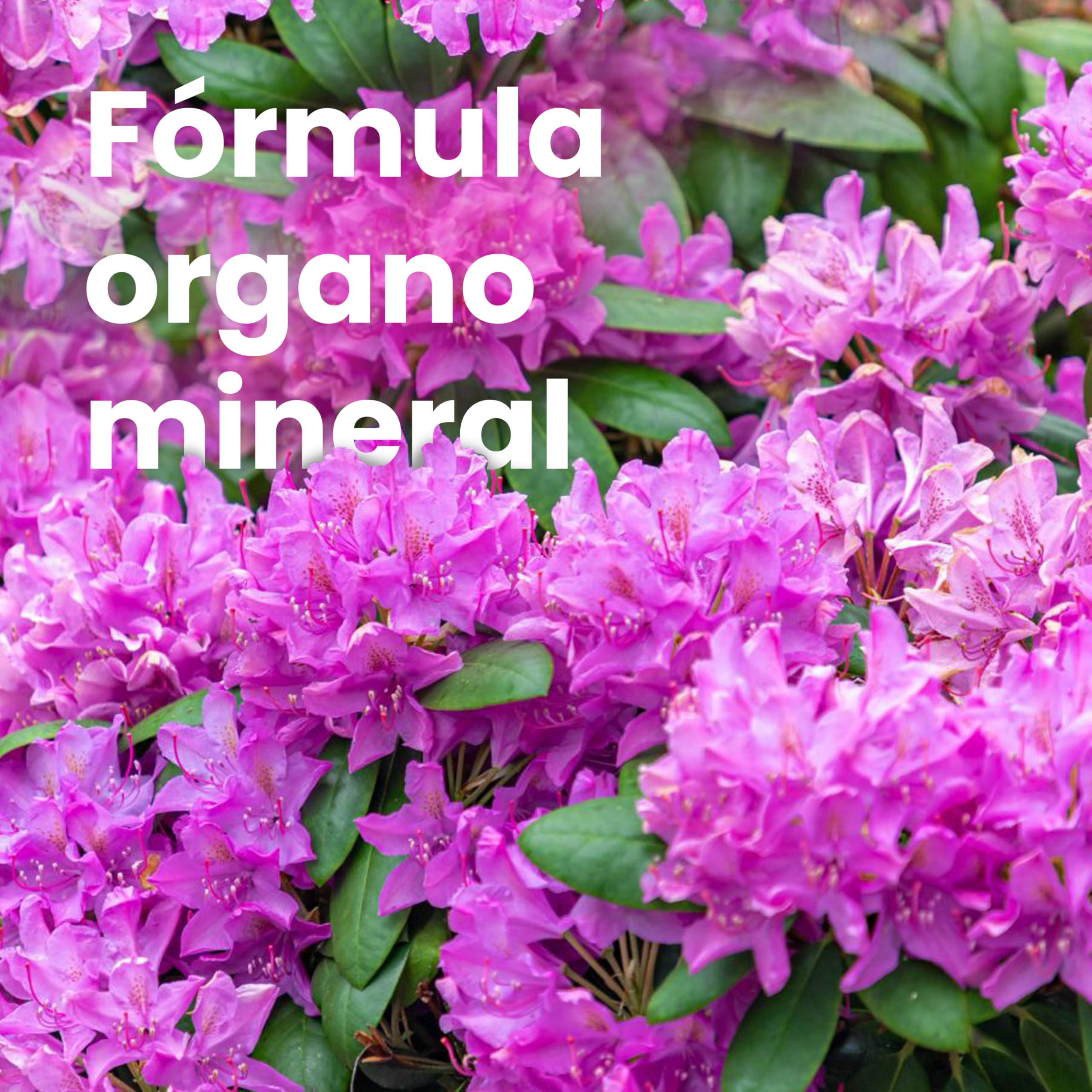 LERAVA Abono hortensias (2x800 g) - Abono acidófilas BIO para hortensias y rododendros - Mantiene suelo ácido I Crecimiento vigoroso y floración abundante - Ideal jardin