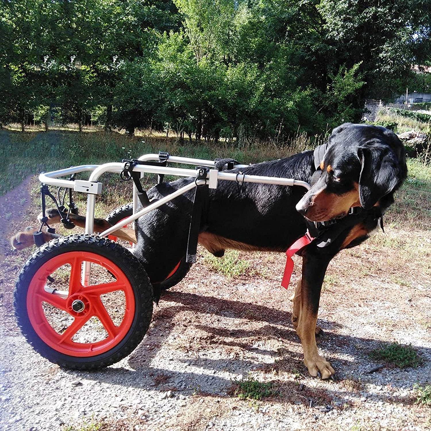 Sedia A Rotelle Per Cani Yinian A 2 Ruote, Carrello Riabilitativo Per Zampe Posteriori, Telaio In Alluminio, Taglia L (20-25 Kg)