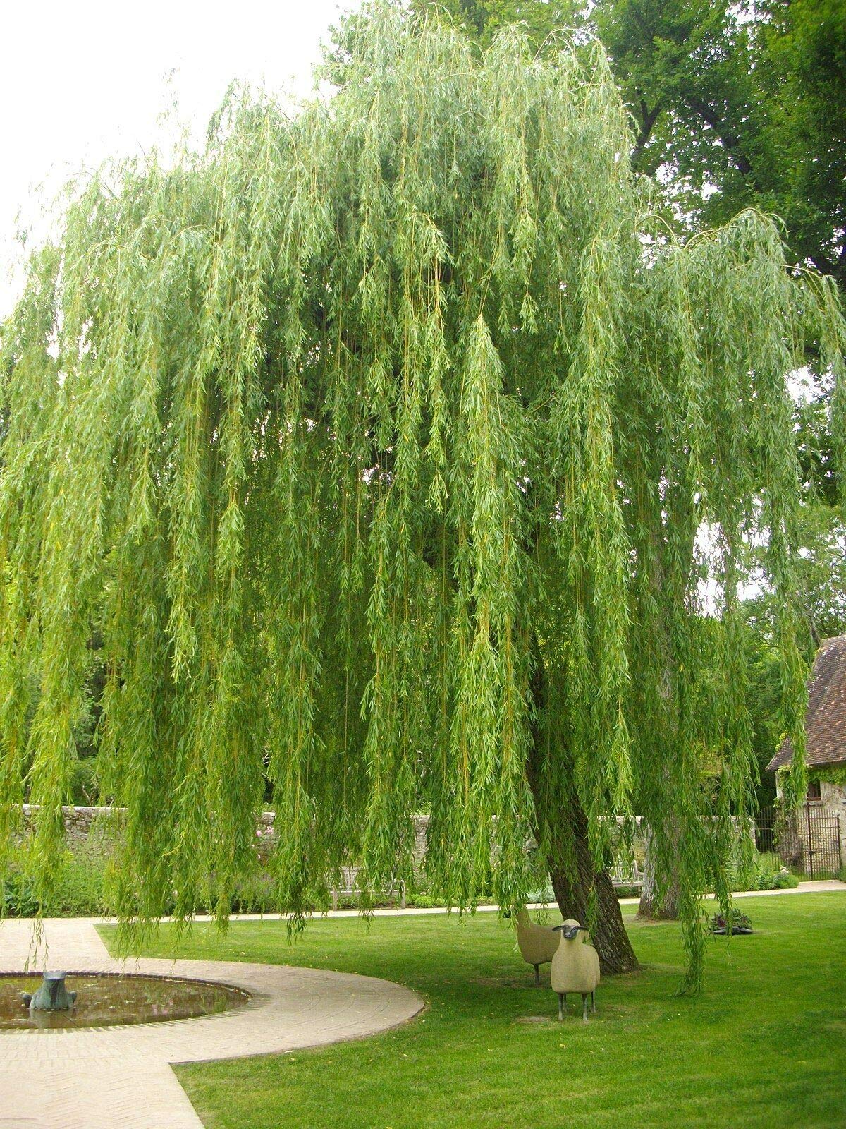 Salice piangente "Salix babylonica" pianta in vaso h 100/130 cm Vivaio di Castelletto