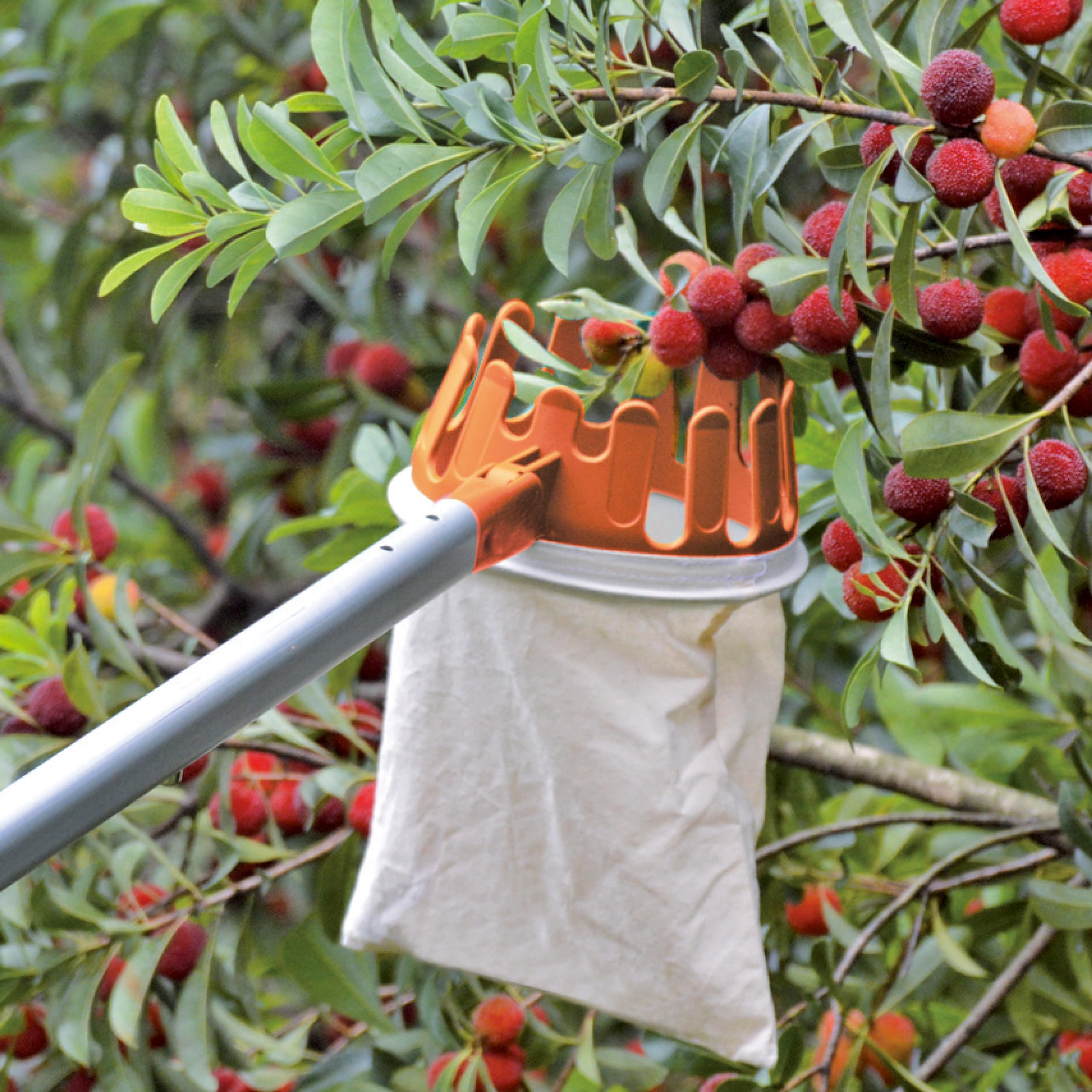 Valex Raccoglifrutta con Manico Telescopico