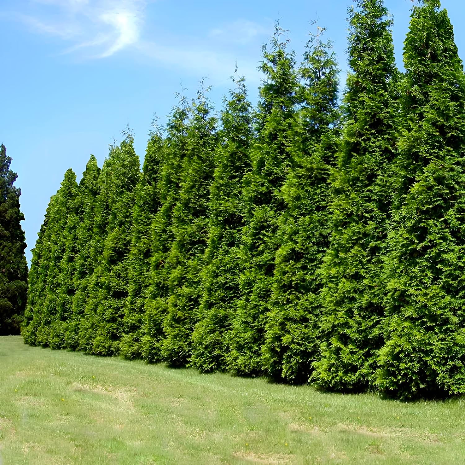 Green Giant Thuja Arborvitae Trees, Fast Growing Privacy Hedge, Live Evergreen Plants (2 Gallon (2-3 ft) / Single)