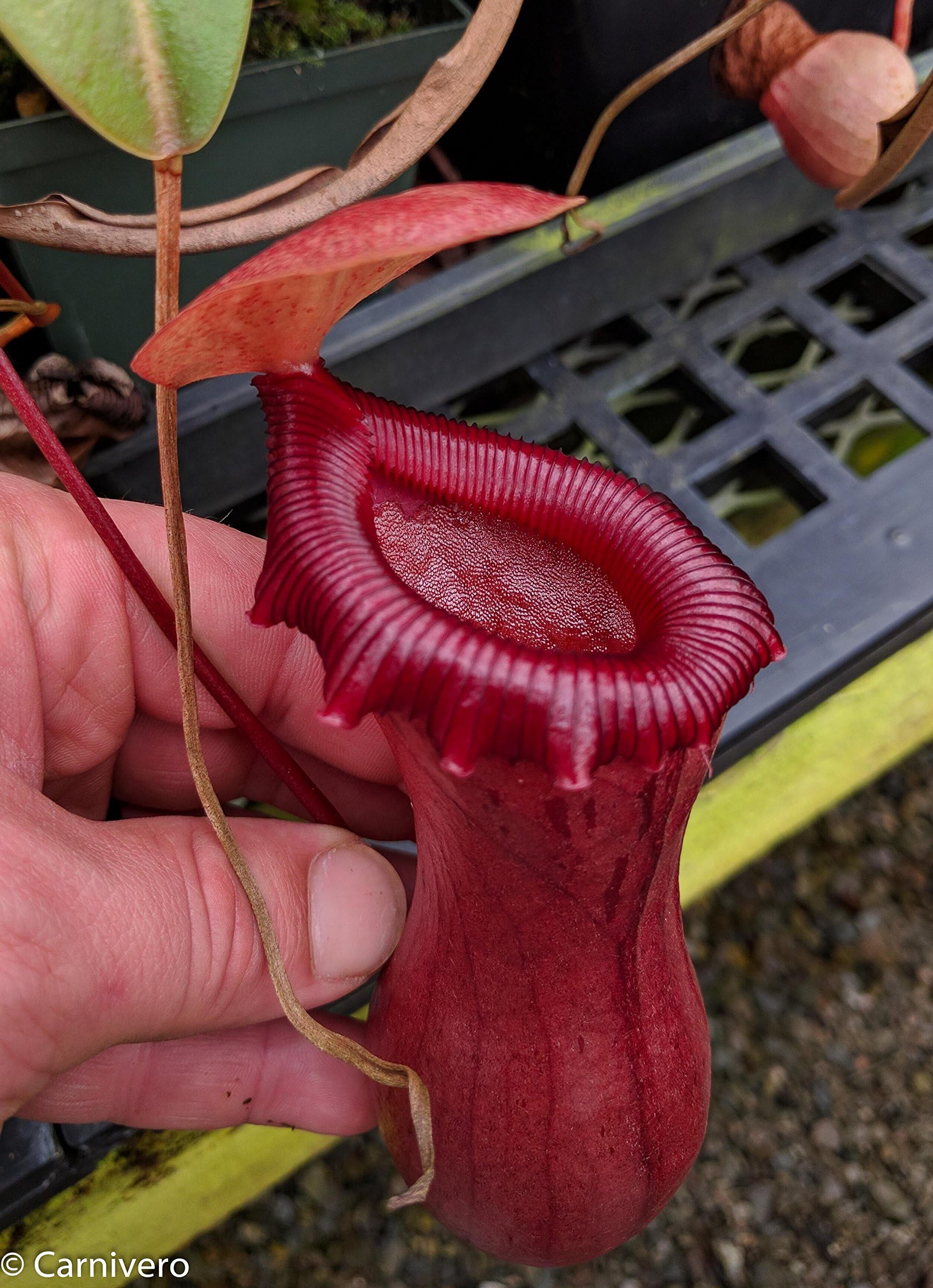 Tropical Pitcher Plant - Nepenthes ventricosa red - Carnivorous Plant