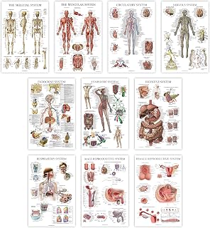 10 Pack - Anatomy Posters - Paper (Not Laminated) - Muscular, Skeletal, Digestive, Respiratory, Circulatory, Endocrine, Lymphatic, Male & Female Reproductive, Nervous System, Anatomical Charts 18"x24"