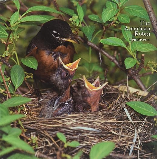 The American Robin: A Backyard Institution