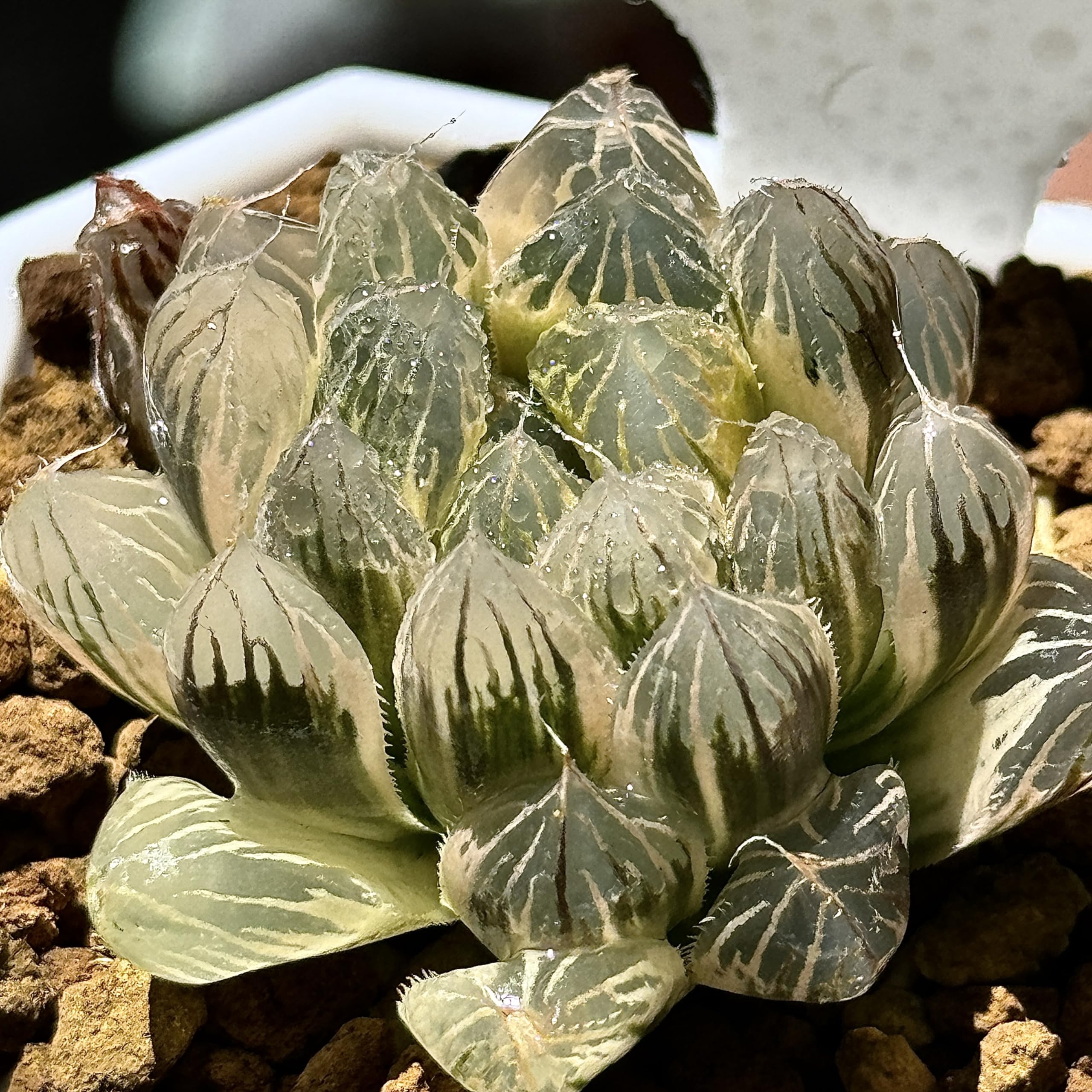 ハオルチア⭐️ 臙脂(えんじ)⭐️ 斑入り 美苗　美品　発根済み。 ハオルチア⭐️ 臙脂(えんじ)⭐️ 斑入り 美苗 美品 発根済み