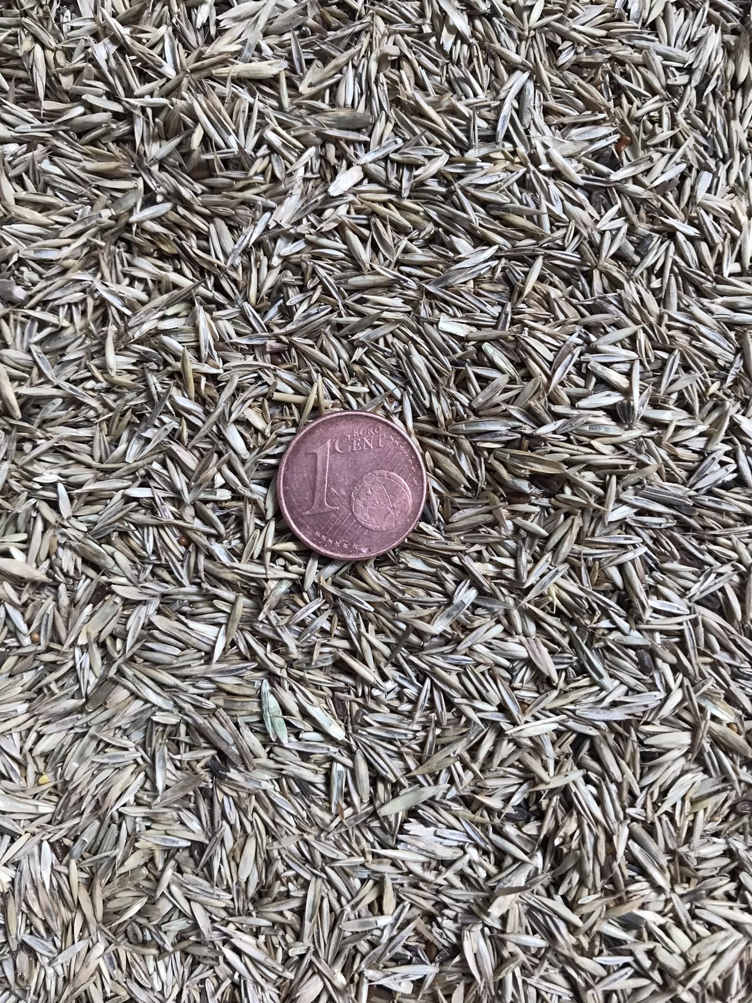 Schaf & Kleintierweide Samen. Frischfutter für Schafe, Hasen, Meerschweinchen usw. (100m² = 200,0g)