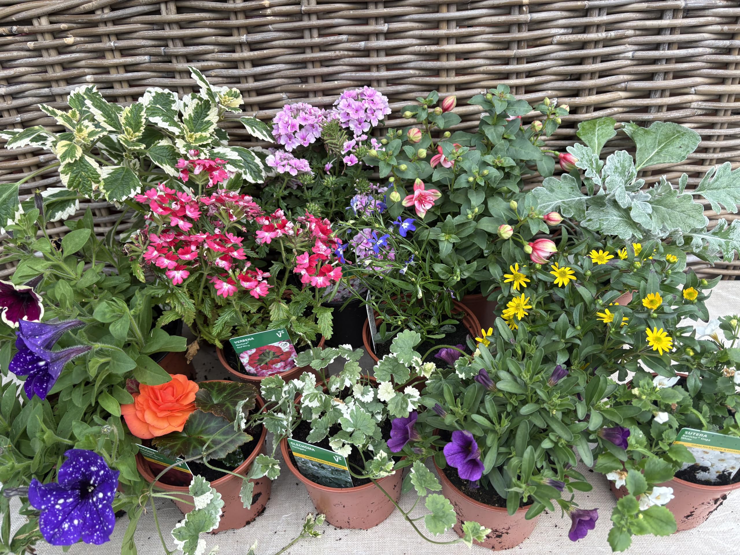 Bryncir Garden Centre Mixed Summer Bedding Plants, Pack of 9, Indoor Live Plants, 40 cm Height