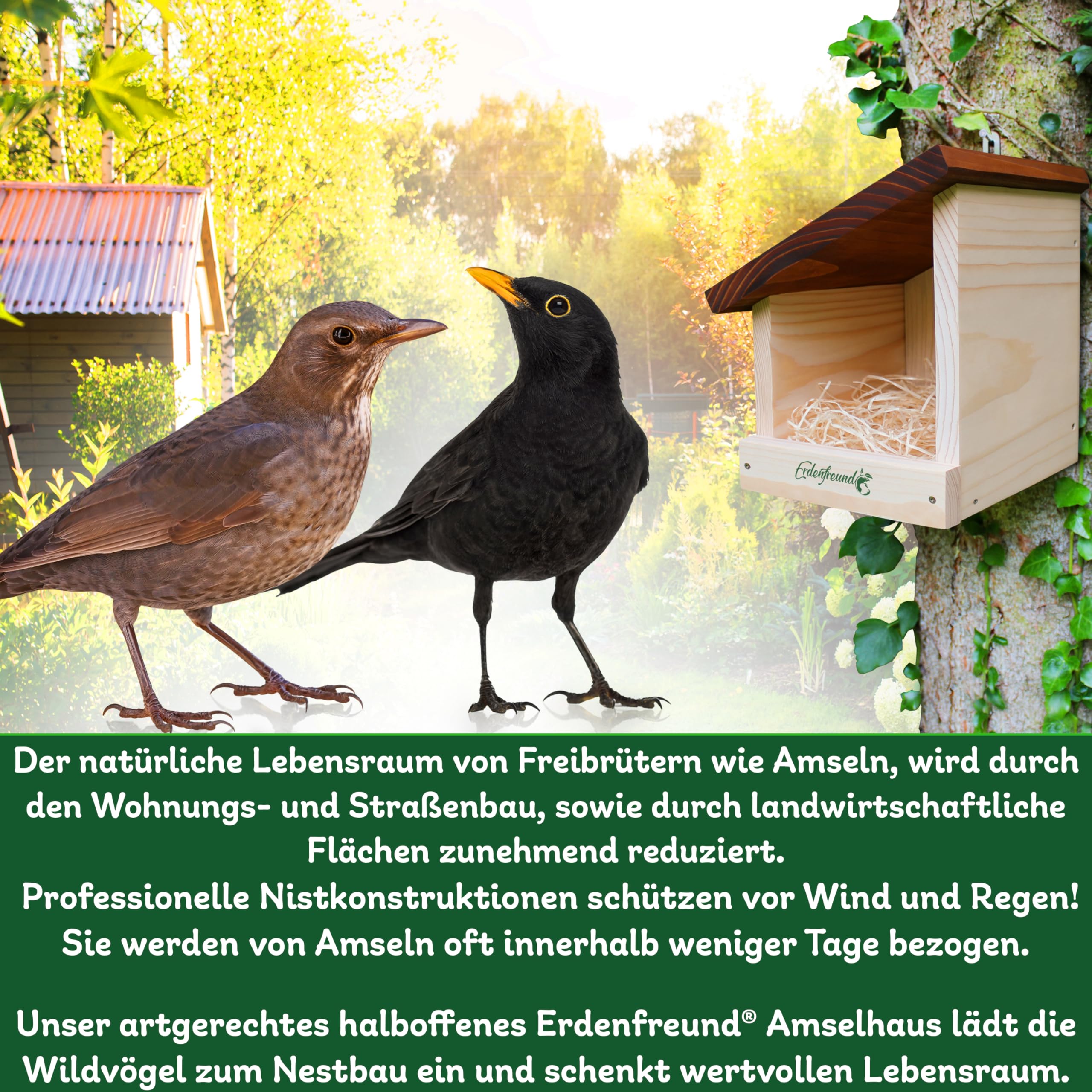 ERDENFREUND® Amsel Nistkasten halboffen extra für Freibrüter/Halbhöhlenbrüter Nistkasten Amsel artgerechte Halbhöhle langlebig aus 2 cm starkem Massivholz (Amselhaus modern artgerecht)