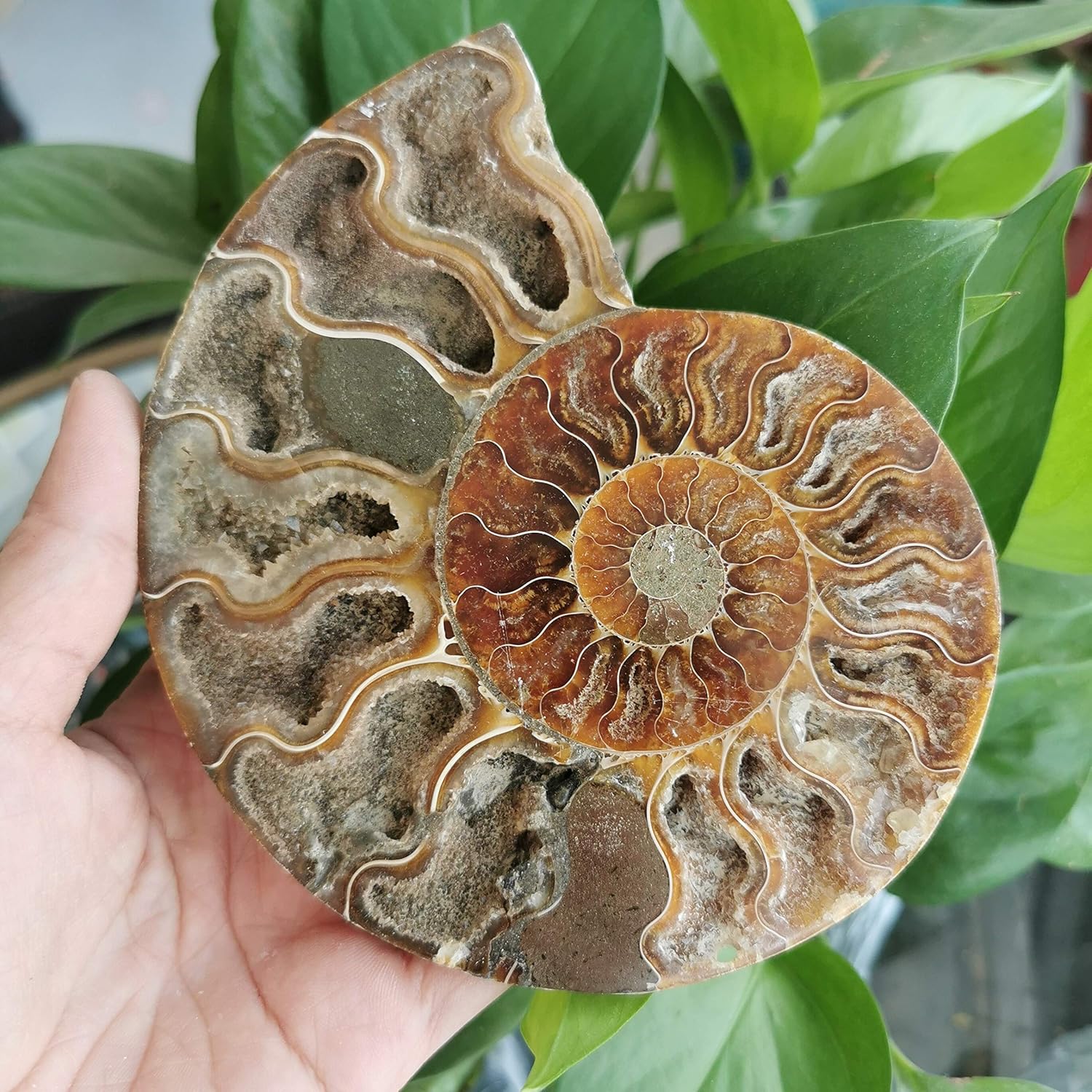 Decorative Stone AAA+ Natural Ammonite Pretty Nautilus Madagascar Fossil Specimen Healing - (Size: 200G)