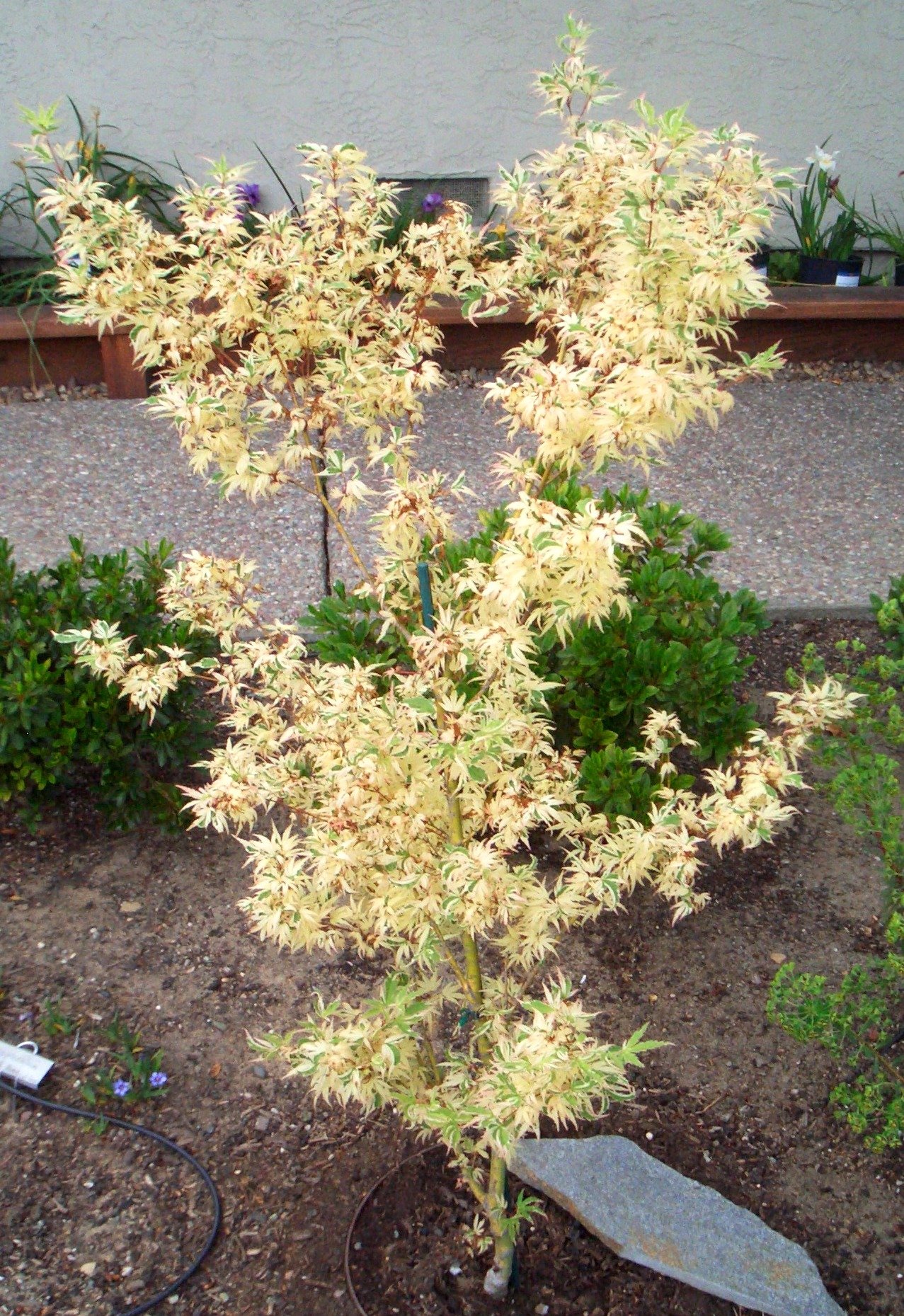 Amazon.com : Butterfly Japanese Maple - Pink Cream & Green Leaves