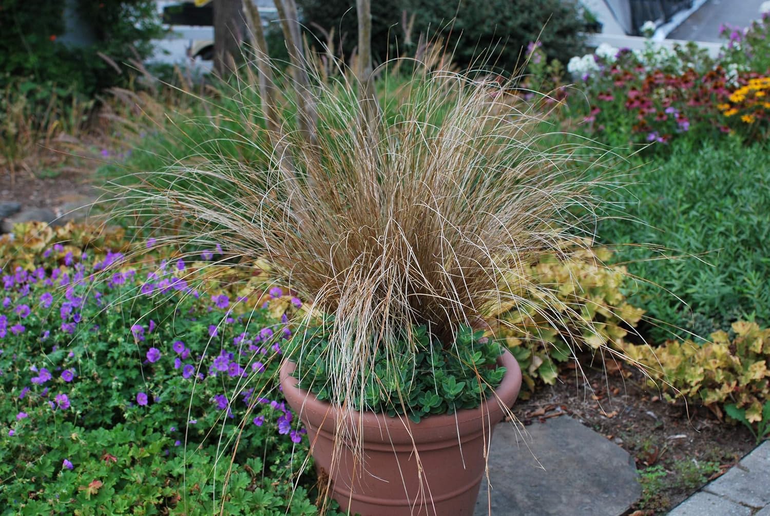 Perennial Farm Marketplace Carex buchananii 'Red Rooster' (ColorGrass Leather Leaf Sedge) Perennial, Size-#1, Green