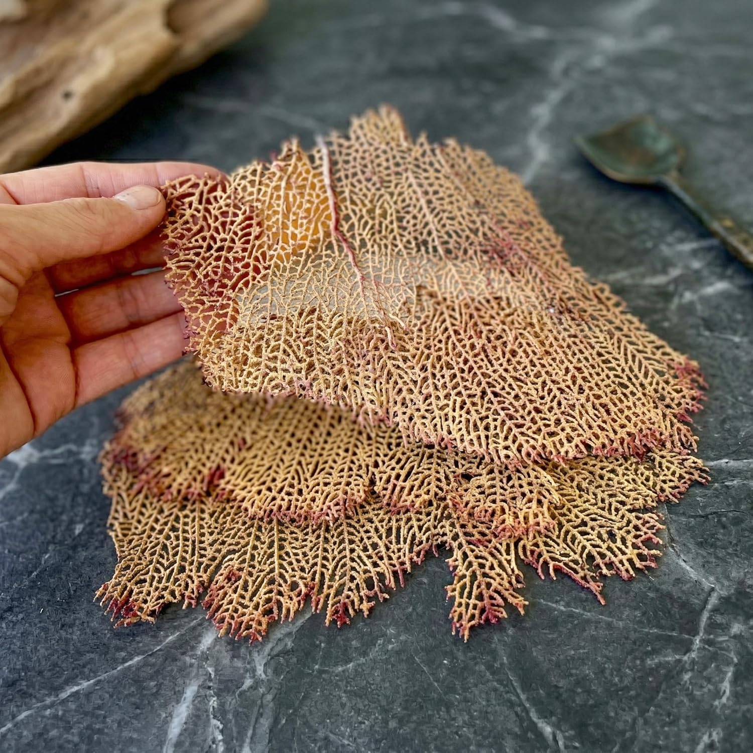 Natural Dried Sea Fan Coral Pieces 4–6 Inch – Assorted Beige Yellow Pink Coastal Decor for Beach Home Decoration, Wall Art, Wedding Decor & DIY Crafts (3 Pieces)
