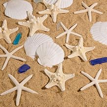 QEQEKAKA 15PCS Natural Starfish and Scallop Shells for Crafts 2"-3" | White Small Seashells & Starfish for Crafting & Shells Painting, Beach Theme Wedding Party Decoration, Home Decor DIY