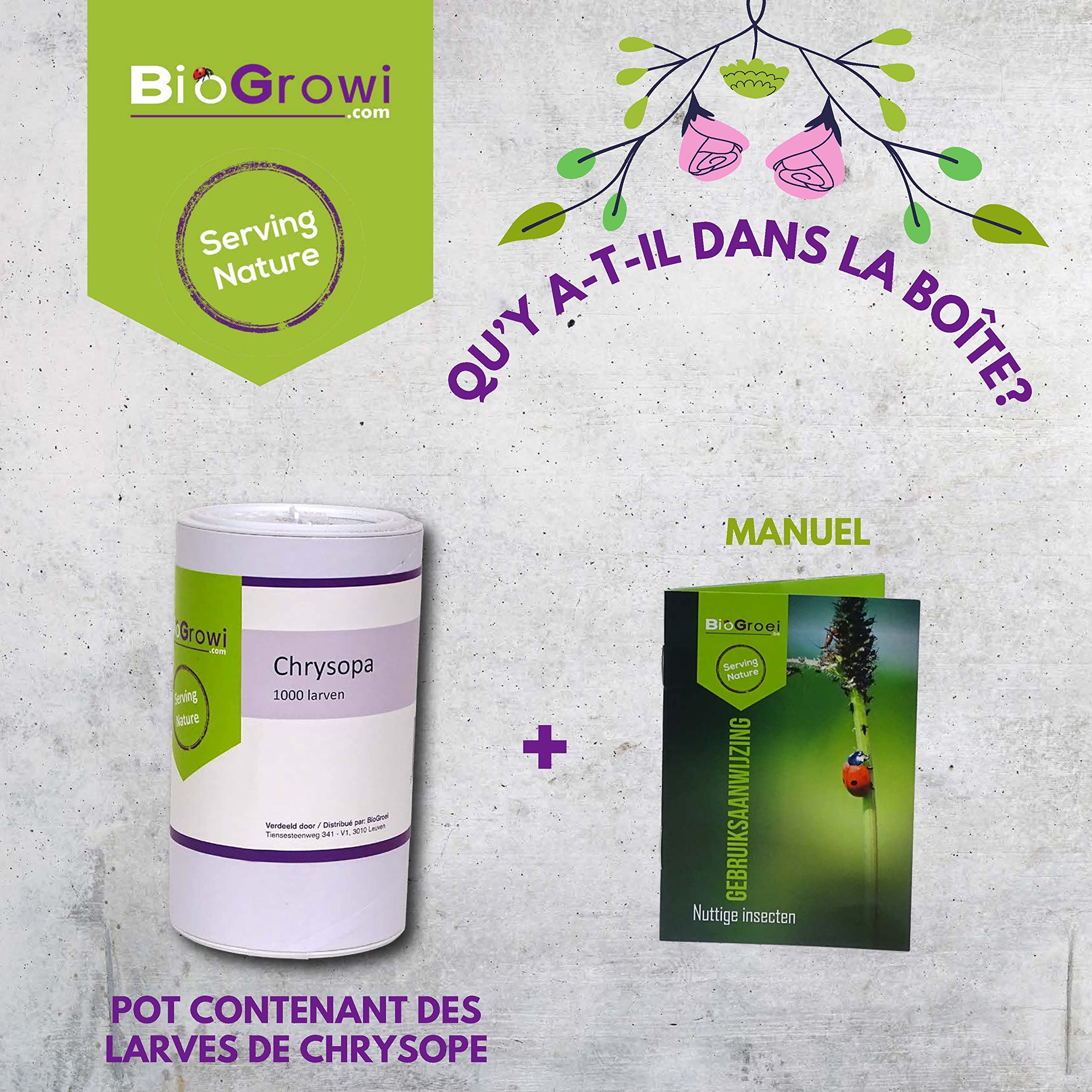 Chrysopa - 1000 Larves de Chrysope contre les Pucerons et les Cochenilles. Chrysopa Carnea contre les Tétranyques. Anti Pucerons Plantes. Application Naturelle et Biologique.