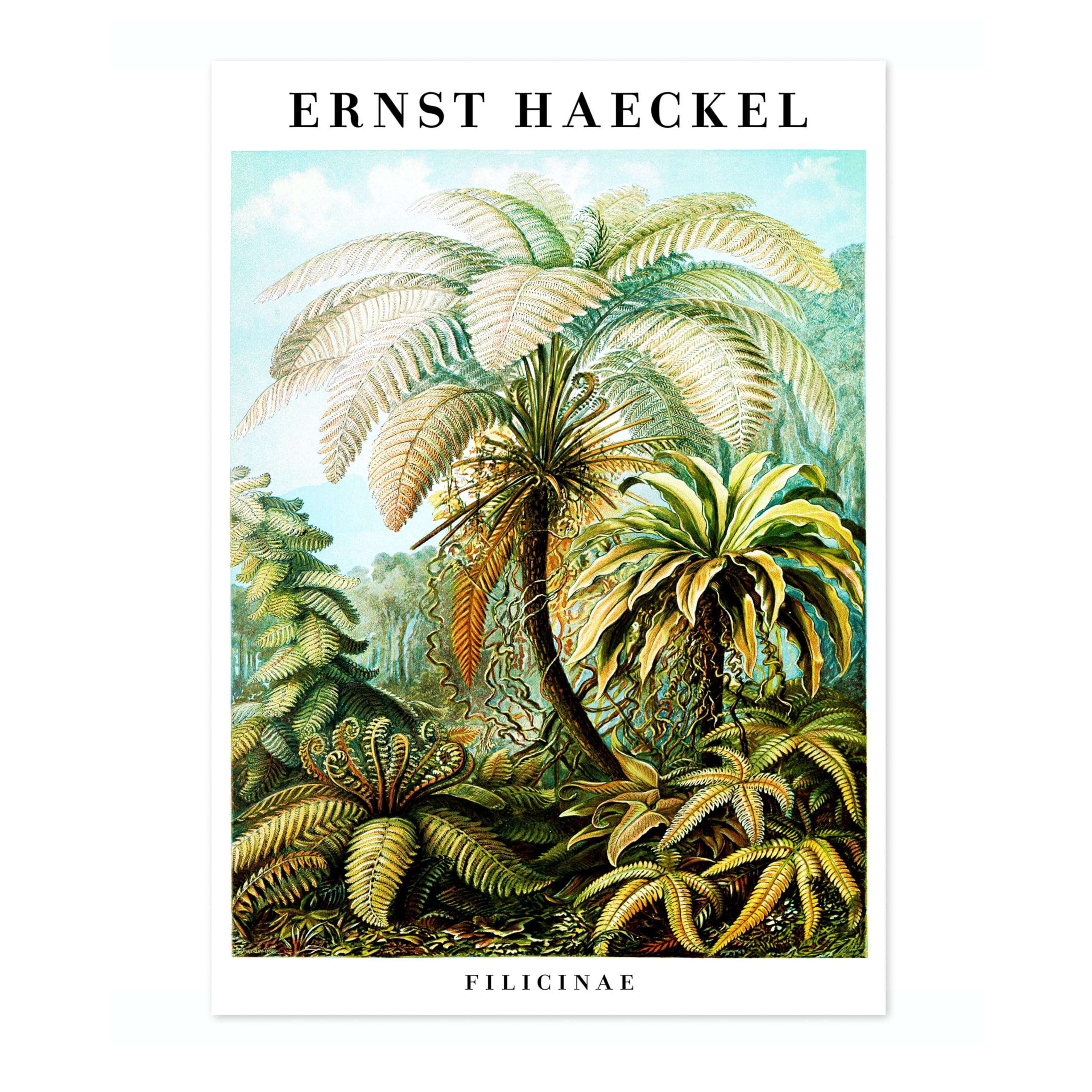 Ferns Vintage Botanical Tree Poster, Nature Home Decor Wall Art, Retro Encyclopedia Illustration, Archival Matte, A4 (Print Only) - 29.7x21cm โ image 1