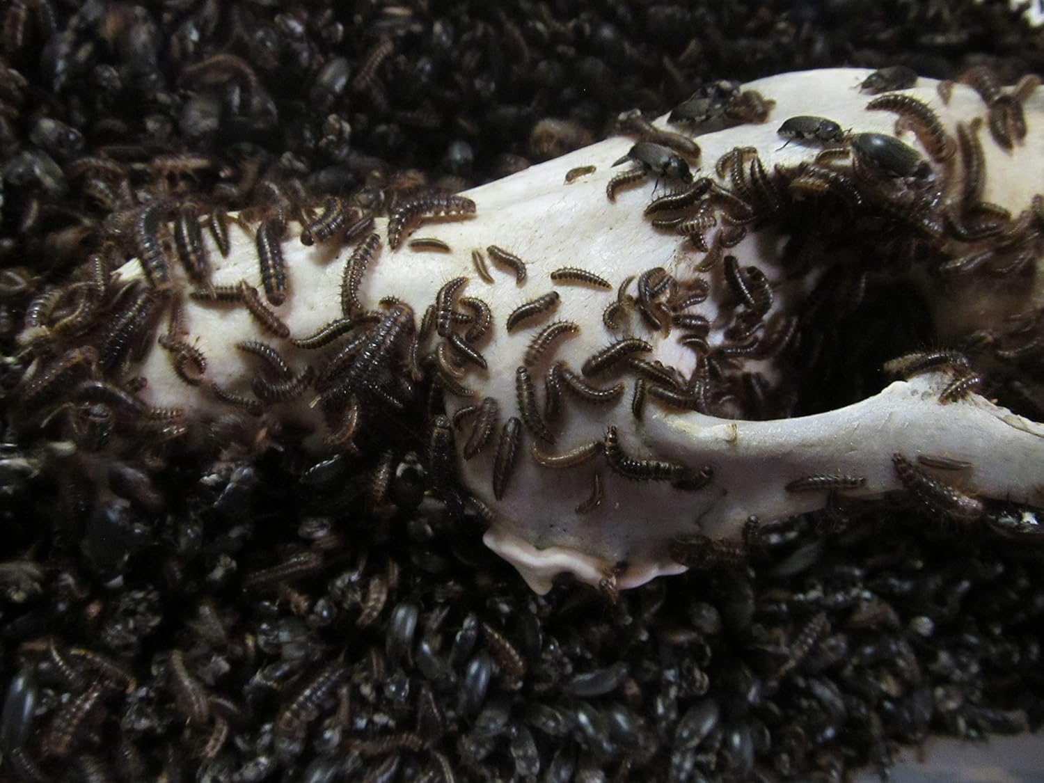 Walks Again Taxidermy Dermestid Beetles (1500+) Pet Supplies