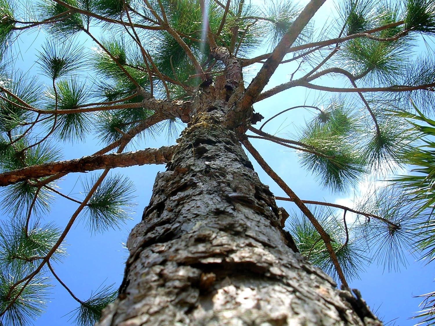 Slash Pine Tree | 1 Large Trade Gallon Size Pot | Pinus elliottii | Fast-Growing Evergreen | Landscape Shade Plants