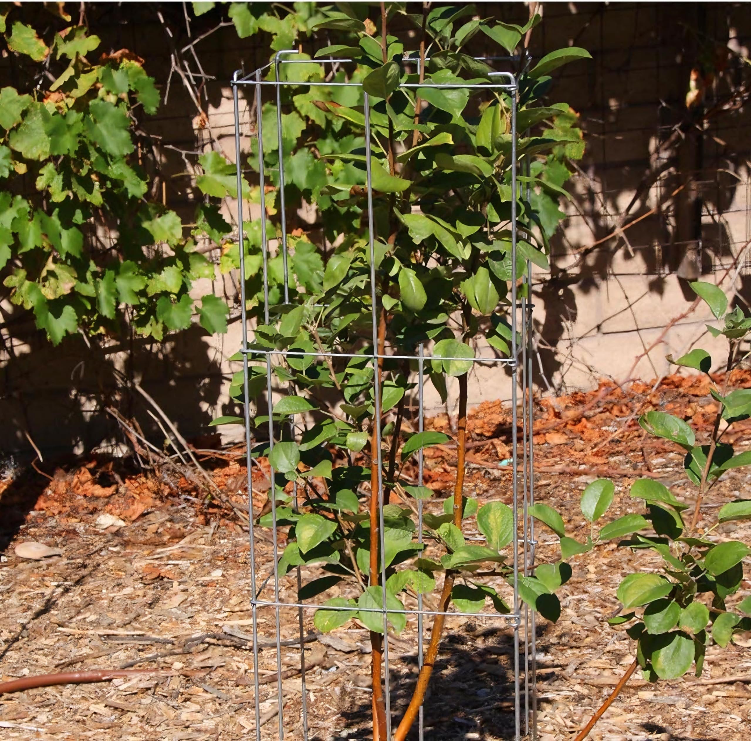 Confezione da 2 gabbie per pomodori, alte 30,5 x 99,5 cm, zincate, pieghevoli, quadrate, supporto per piante e pomodori, traliccio in metallo