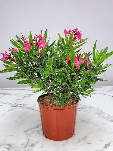 Miniatura 4 de Calypso Pink Oleander Bush - Planta de flores vivas - Plantas tropicales de Florida - 26 a 30 pulgadas de altura total - Maceta de 3 galones planta