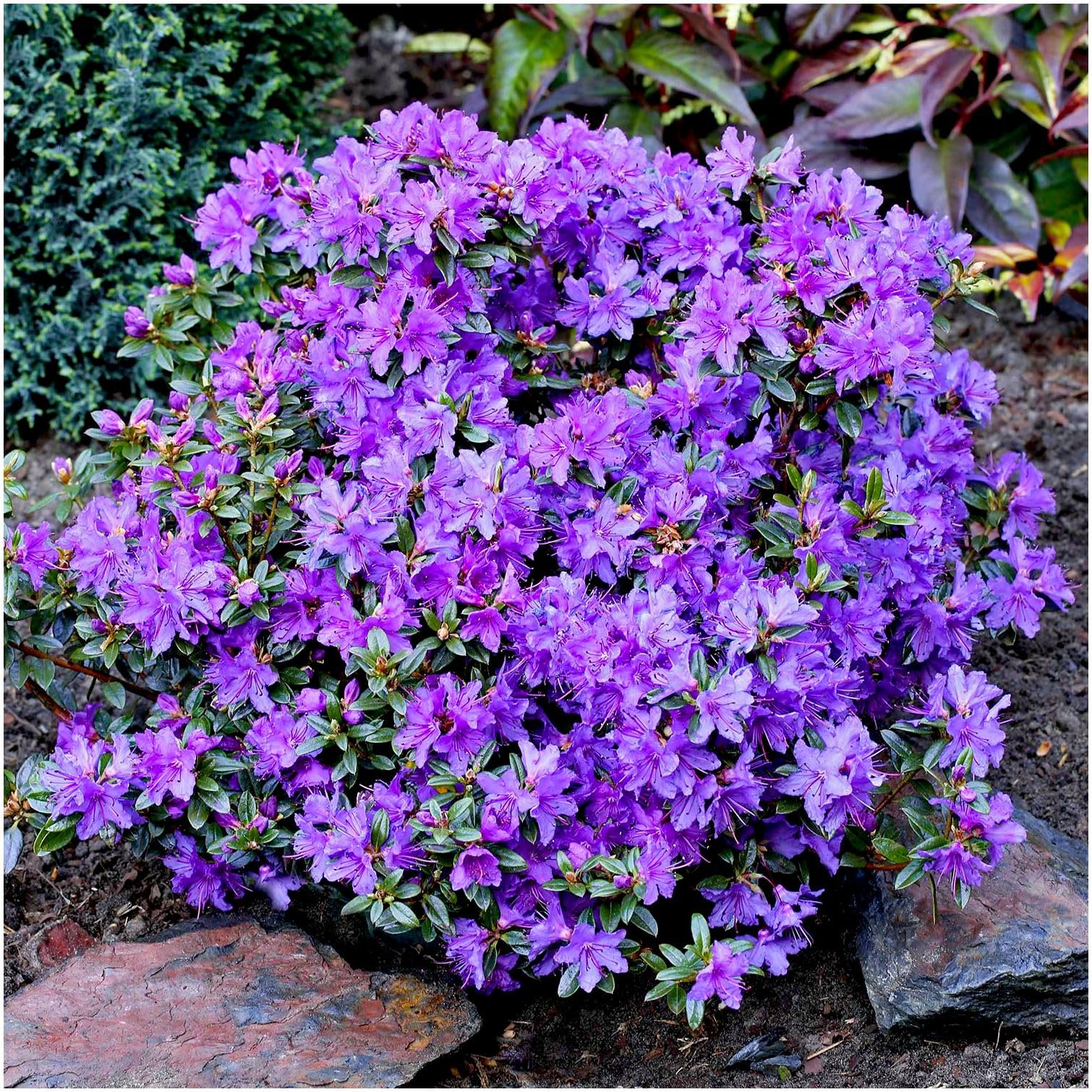 GrowOn Shrubs Dwarf Rhododendron Japonica 'St Merryn' | Evergreen Shrub |  Outdoor Garden Ready Plant | Spring Flowering | Violet Blue Flowers :  Amazon.co.uk: Garden