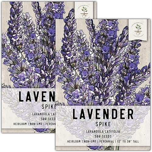 Seed Needs, Spike - Semillas de lavanda – 500 semillas tradicionales para plantar Lavandula latifolia – Hierba medicinal fragante perenne sin OMG y