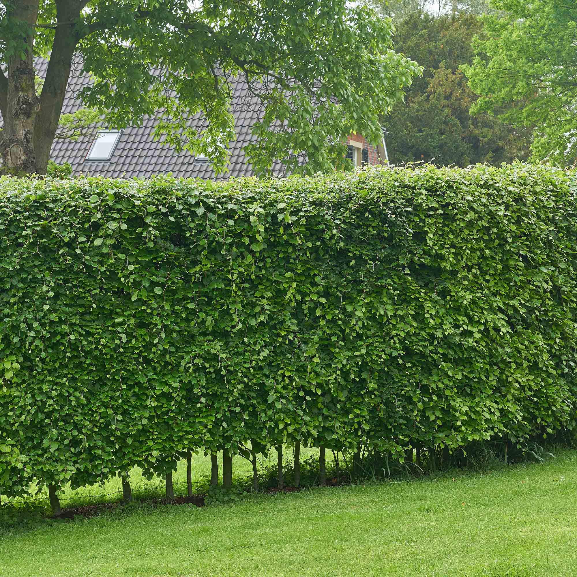 Suttons Hornbeam Carpinus betulus Hedging Plant, Native Tree Species, British Grown, Retains Many Leaves in Winter, Supplied At 30-45cm Tall, 2-Litre Potted Plant(s) (1) โ image 1