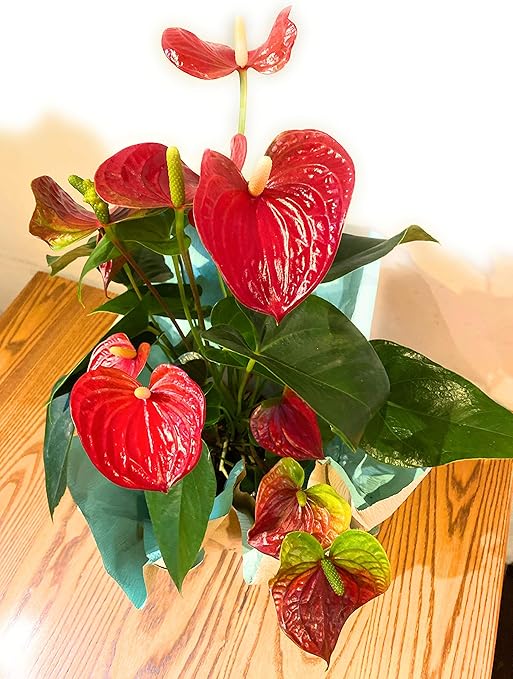 Amazon 敬老のの日 花鉢 観葉植物 花鉢プレゼント アンスリウム 観葉植物 オンライン通販