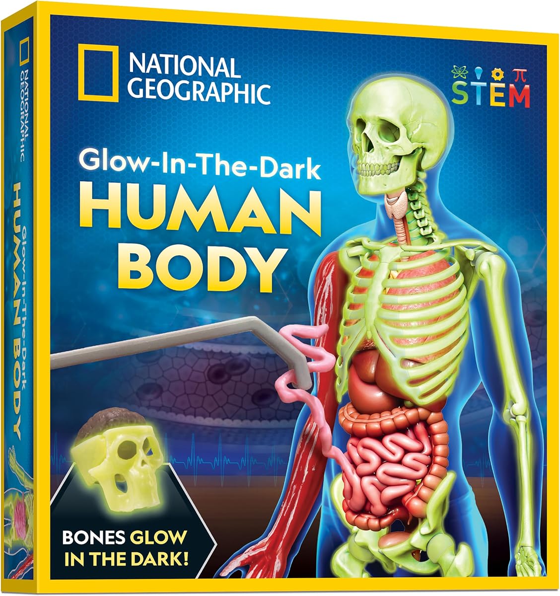 National Geographic Human Body Model for Kids 32-Piece Anatomy Set | Glow-in-the-Dark Bones, Organs & Muscles, Forceps and ID Chart, Anatomy and Physiology Learning, STEM Toy, Birthday Gift
