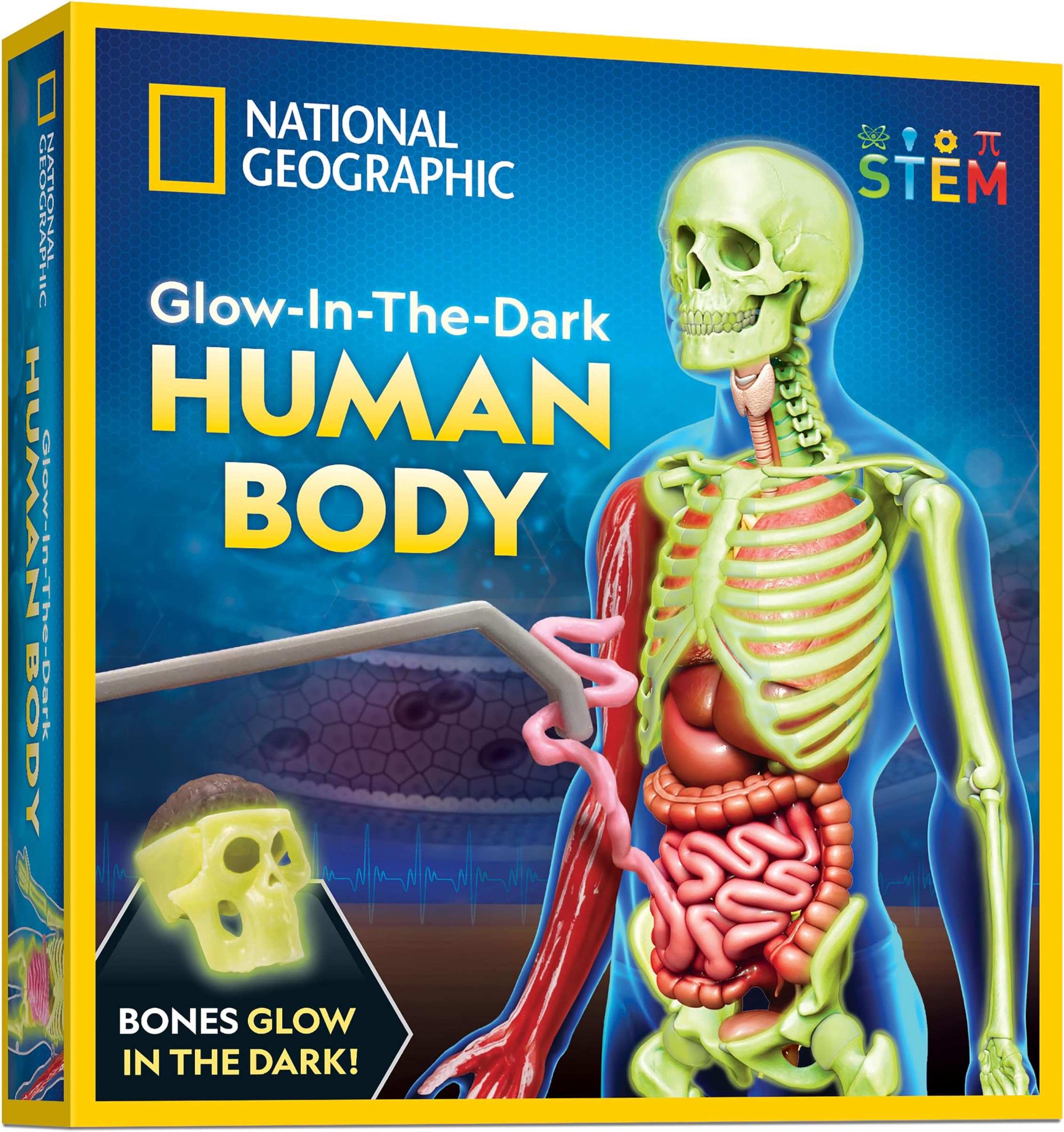 National Geographic Human Body Model for Kids That Glows in The Dark - 32-Piece Interactive Anatomy Model with Bones, Organs, Muscles, Stand, Forceps & ID Chart, Anatomy and Physiology Study Tools