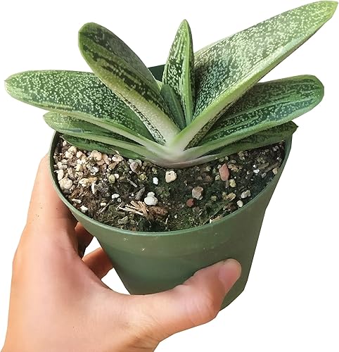 Miniatura 8 de Gasteria Little Warty (2 pulgadas)  Ideas únicas de regalo para suculentas  Suculentas vivas saludables totalmente arraigadas para decoración de