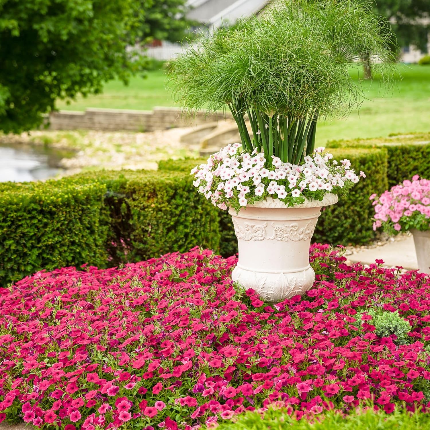 Proven Winners Supertunia Vista Fuchsia Petunia Live Plant, Eco+ Grande, 4 Pack