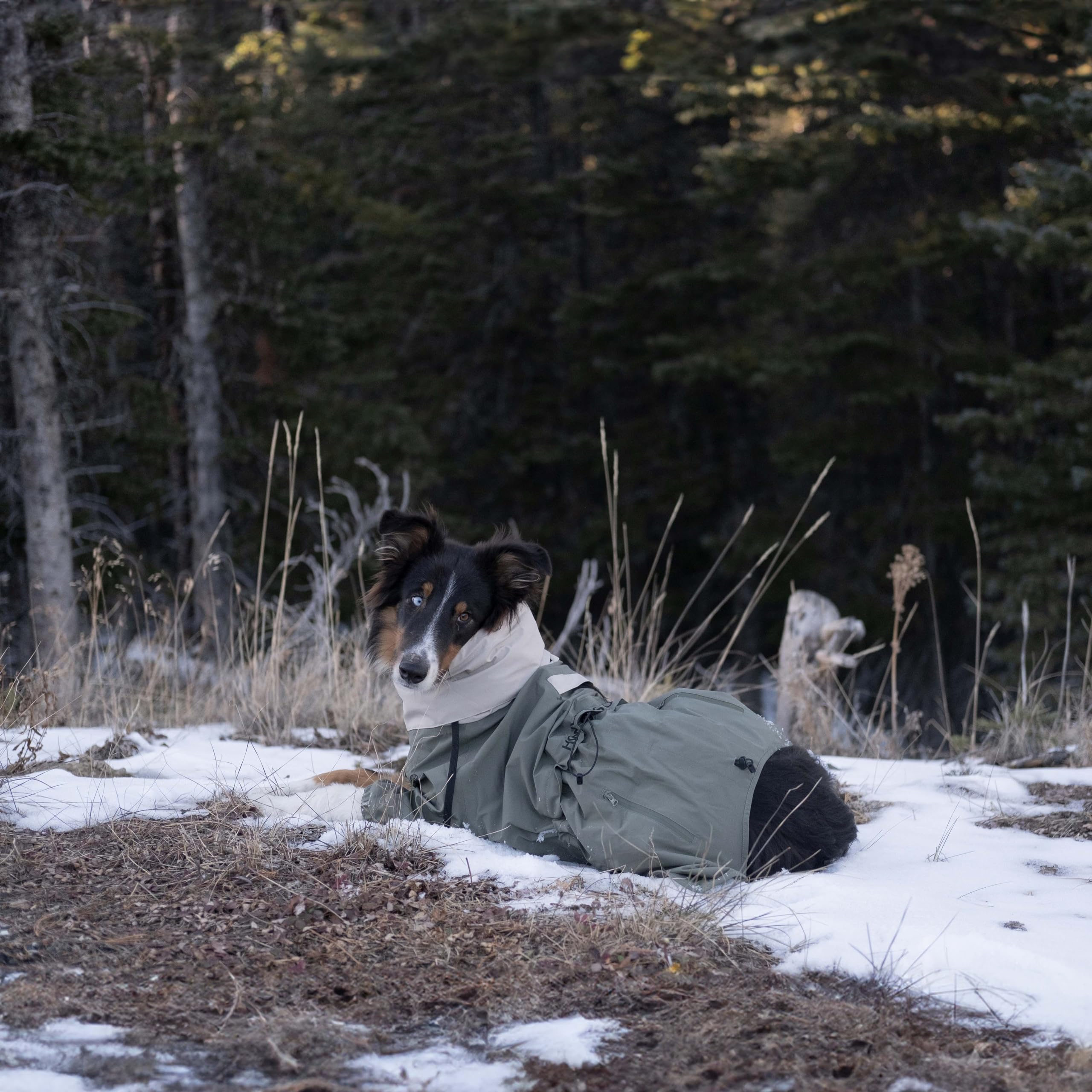 Chaqueta impermeable para perro Midnight Forest, ligera, ajustable y plegable, impermeable ideal para senderismo y mochileros, impermeable, con capucha plegable, perros medianos 50 (S)