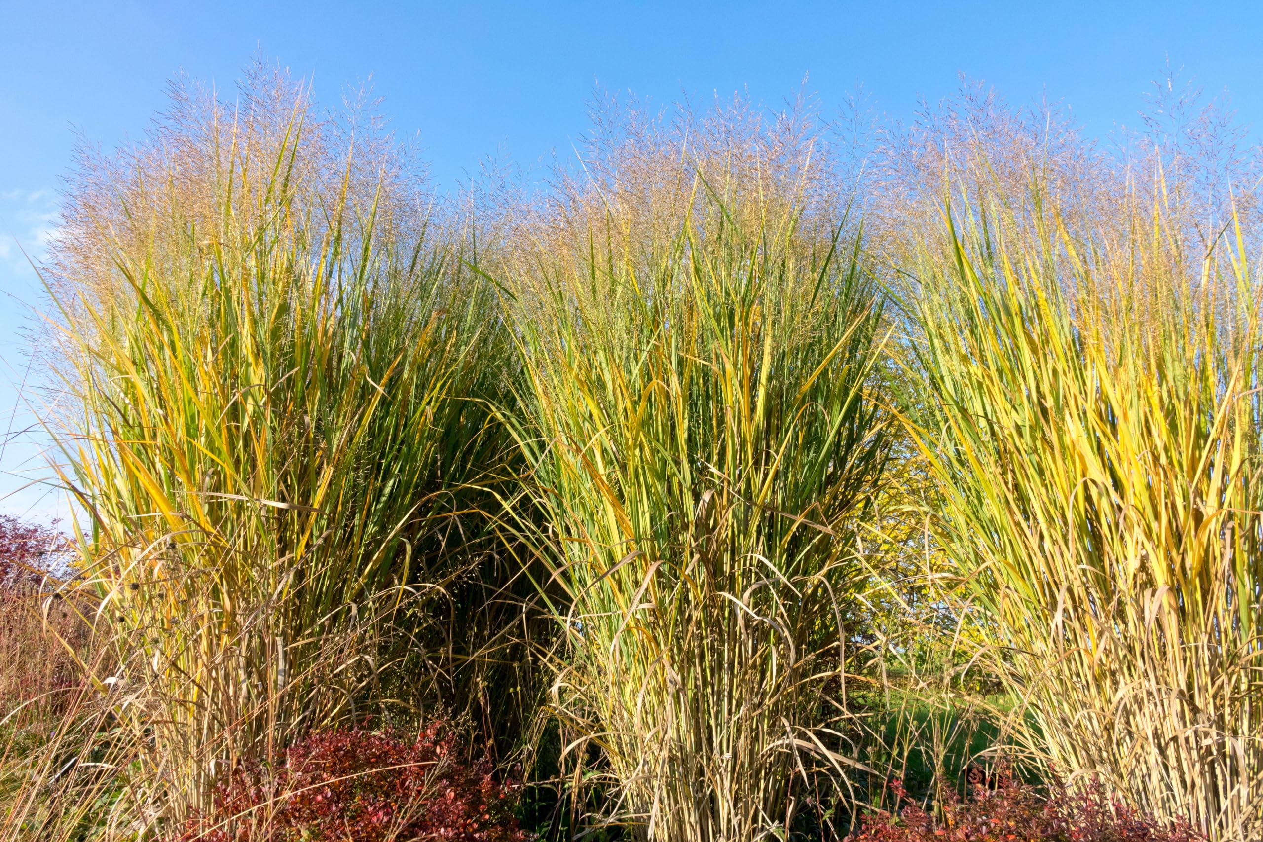 Stauden Gänge 10 x Panicum virgatum 'Thundercloud' Riesen Rutenhirse | Hohes Ziergras für Sonne, Blüte August bis Oktober, mehrjährig, 1 L Topf (11x11 cm)
